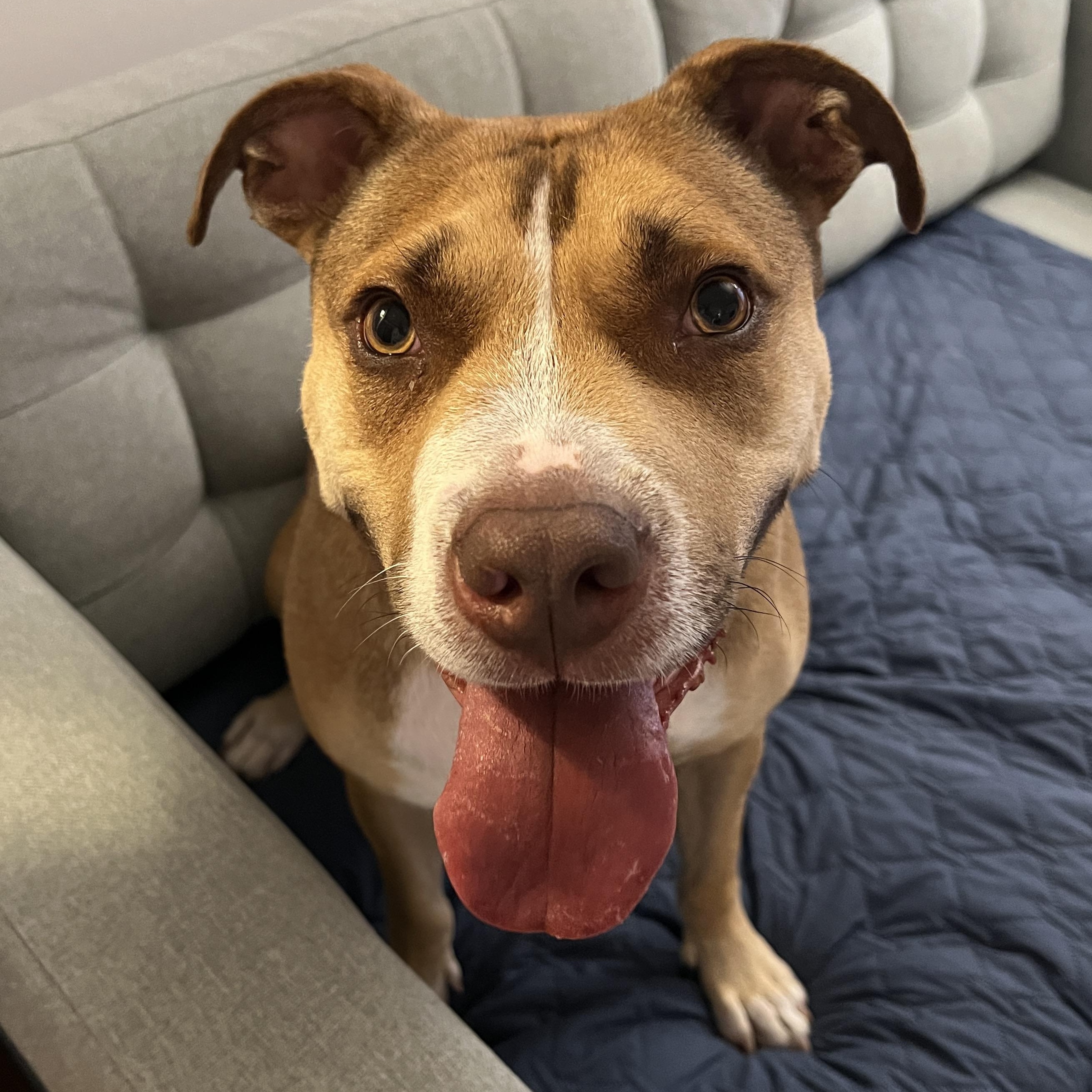 Enlarge Shara, a Adoptable mixed breed in Chicago, IL image 1/6