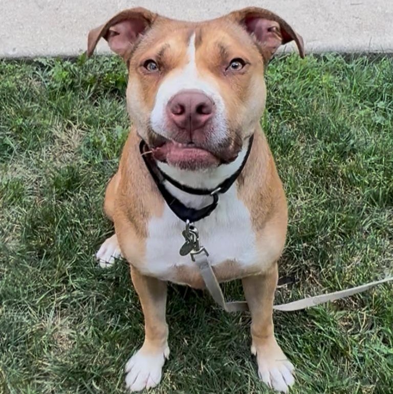 Enlarge Shara, a Adoptable mixed breed in Chicago, IL image 3/5