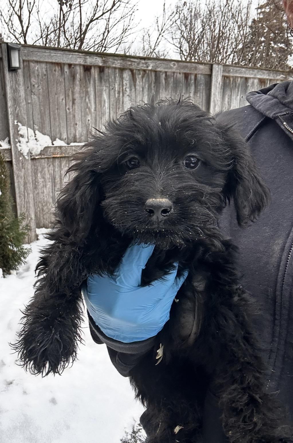 Heron, a ADOPTABLE mixed breed in Arlington Heights, IL image 2/4