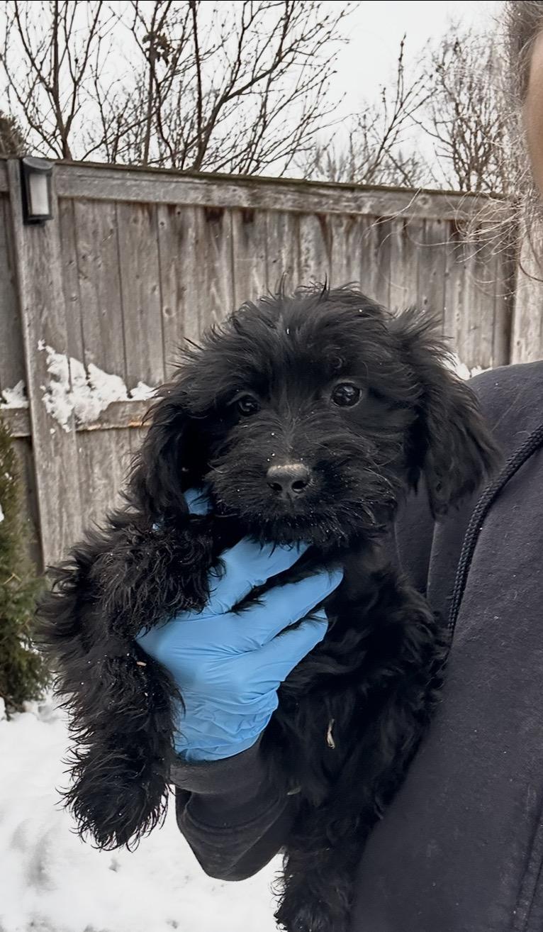 Heron, ADOPTABLE, Puppy Female Labradoodle & Miniature Poodle.