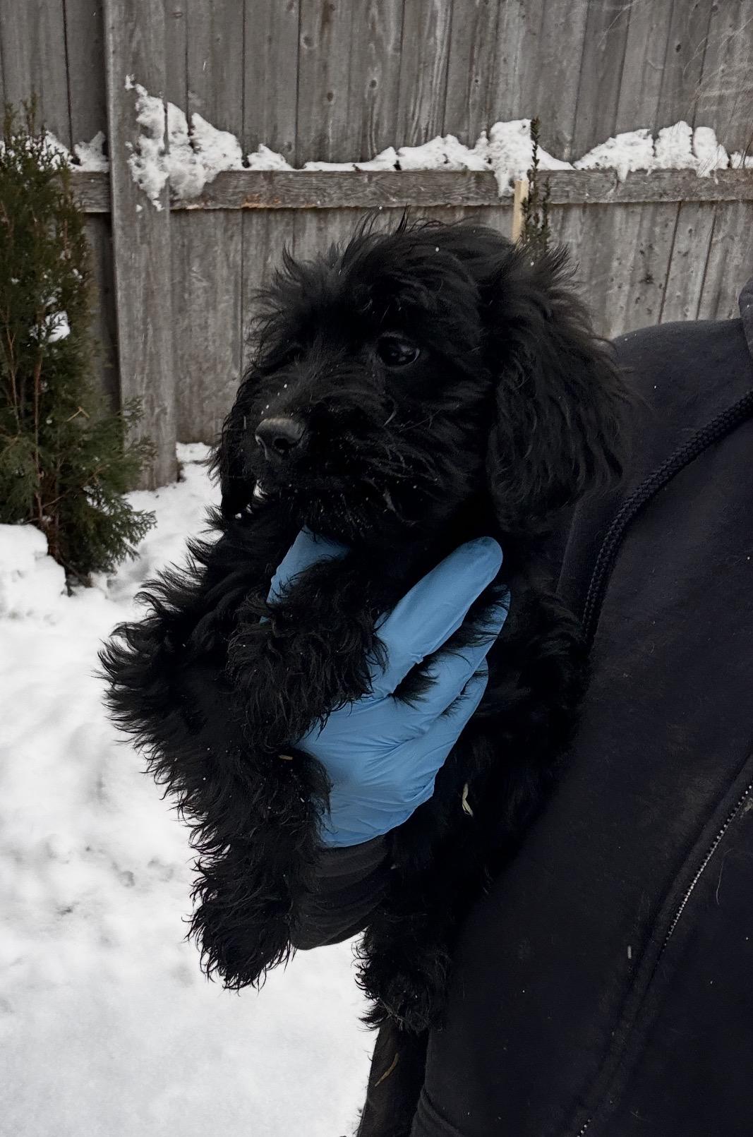 Heron, a ADOPTABLE mixed breed in Arlington Heights, IL image 3/4