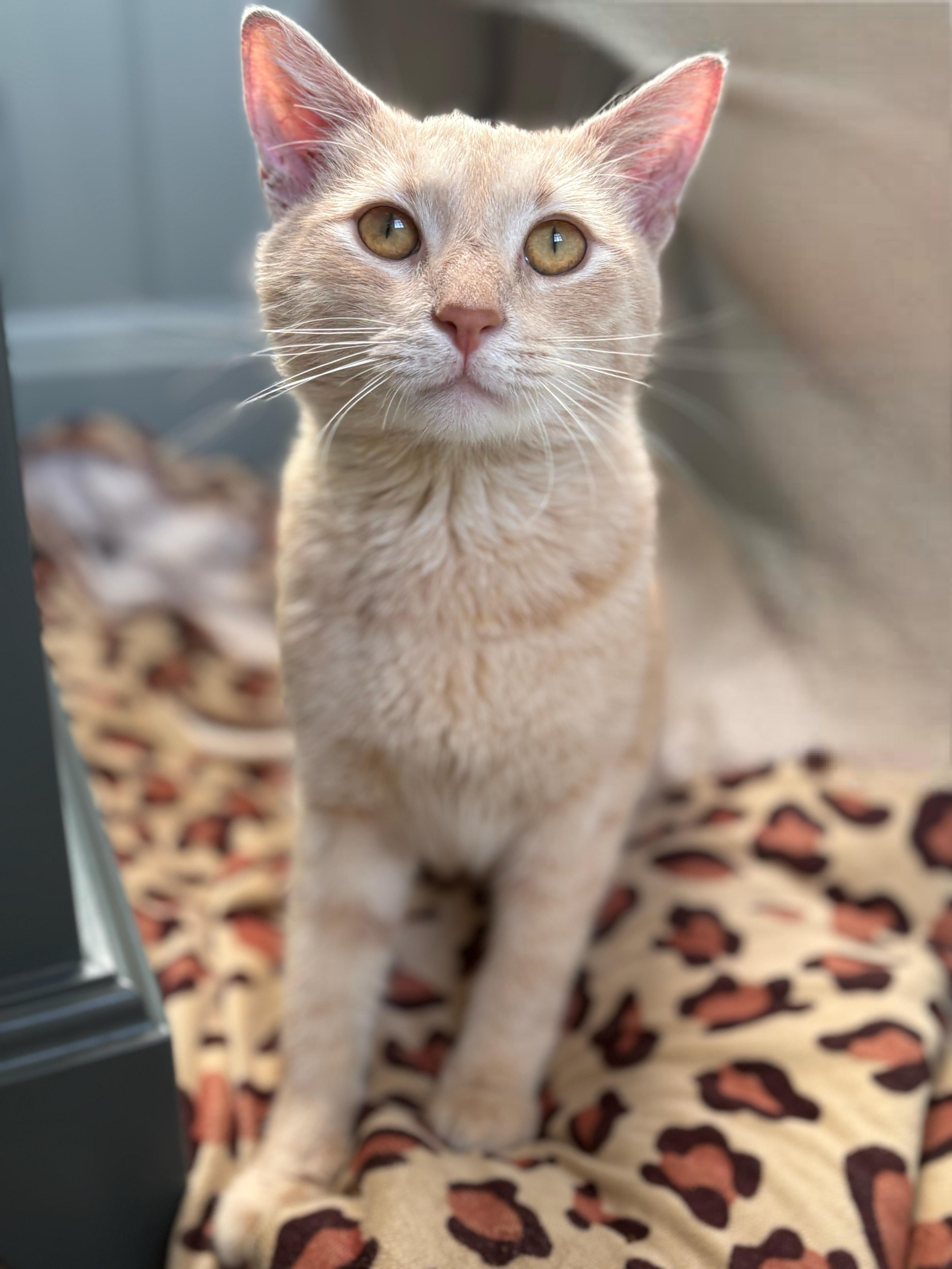 Enlarge Talon, an adopted Domestic Short Hair in Pacific Palisades, CA image 2/5