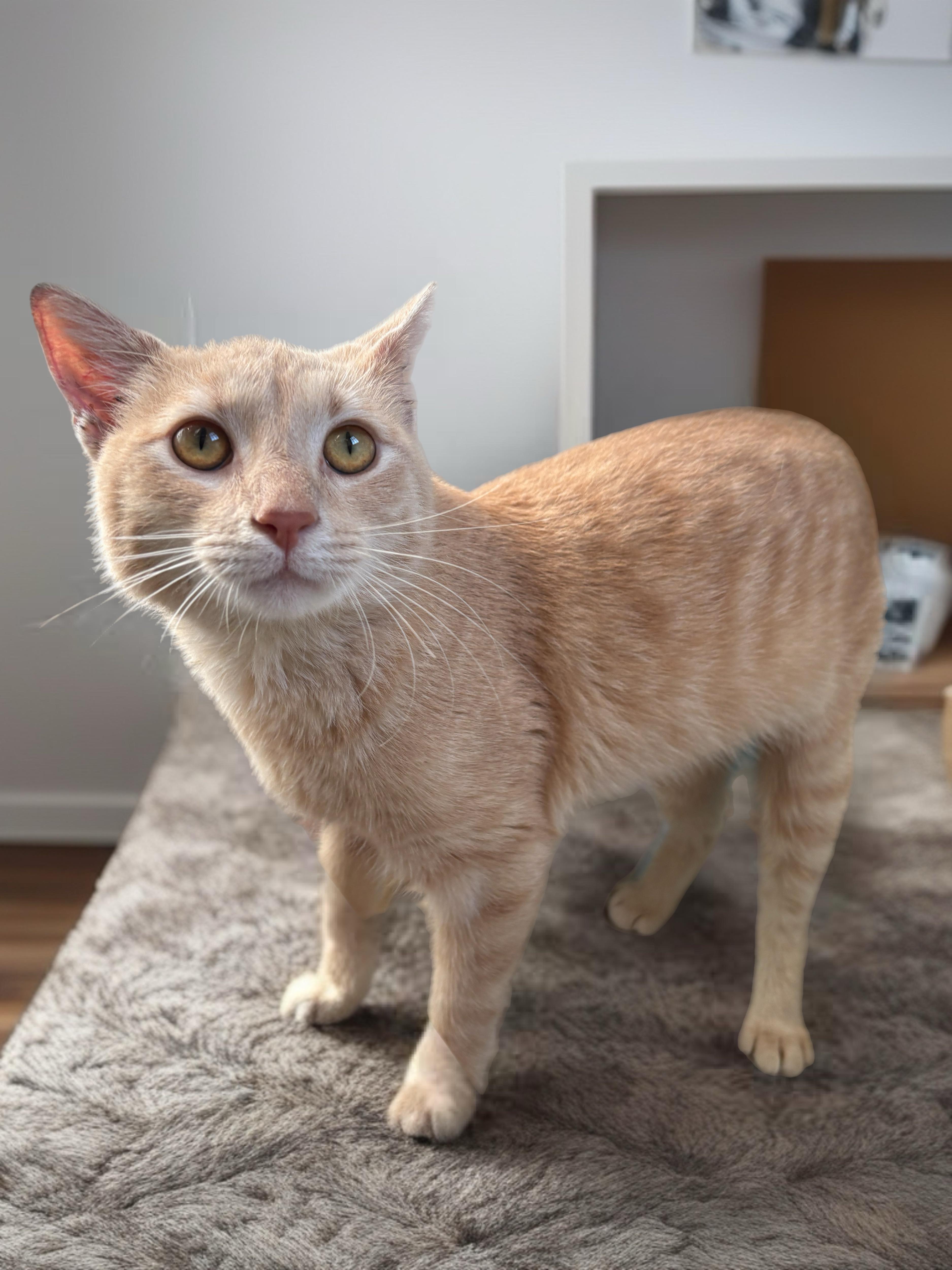 Enlarge Talon, an adopted Domestic Short Hair in Pacific Palisades, CA image 5/5