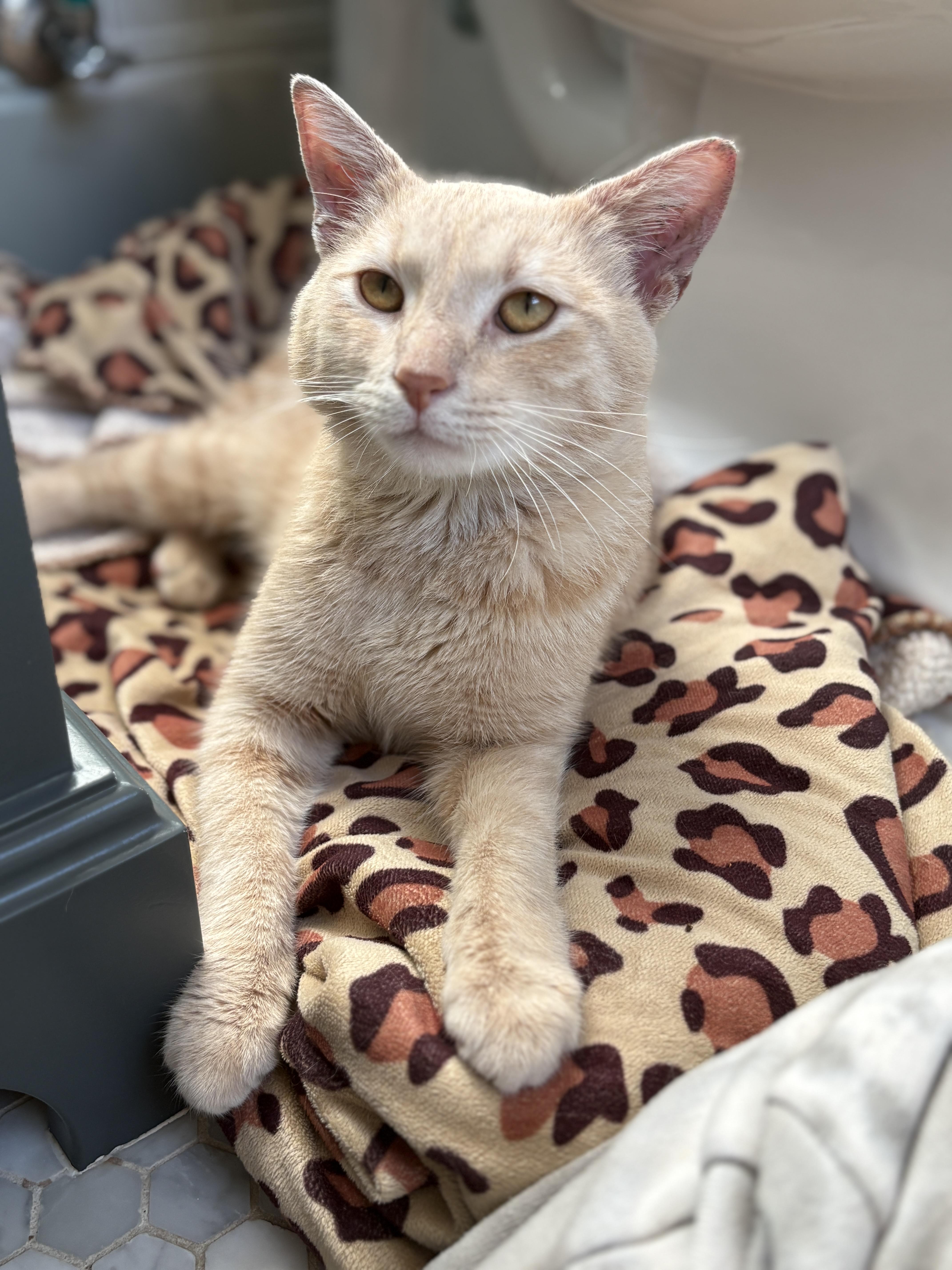 Enlarge Talon, an adopted Domestic Short Hair in Pacific Palisades, CA image 3/5