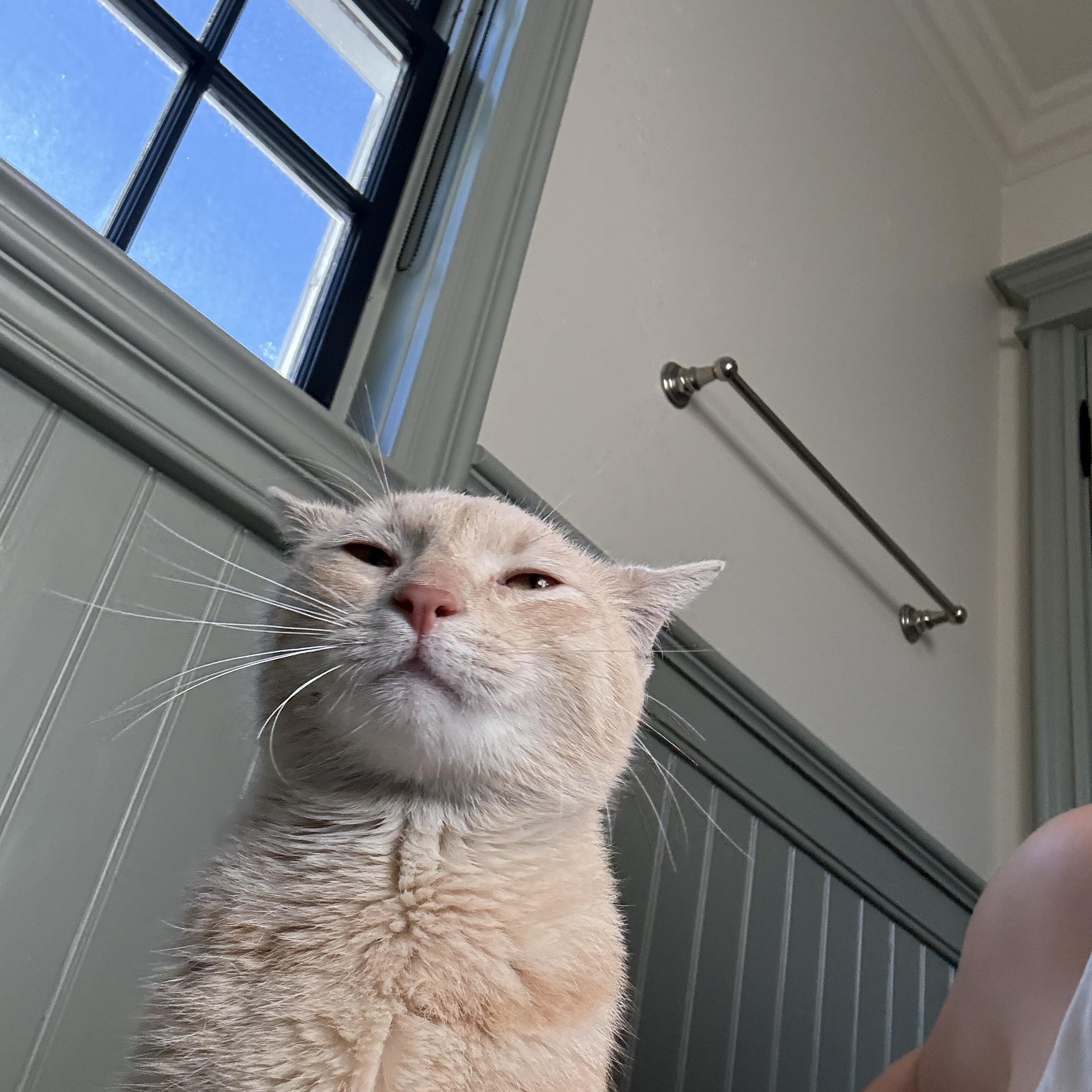 Enlarge Talon, an adopted Domestic Short Hair in Pacific Palisades, CA image 1/5