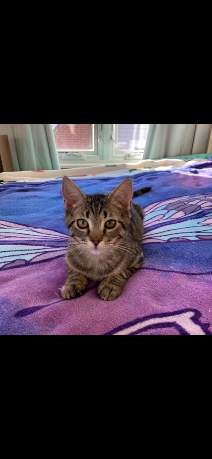 Enlarge Radley, an adopted Domestic Short Hair in Greensburg, PA image 1/1