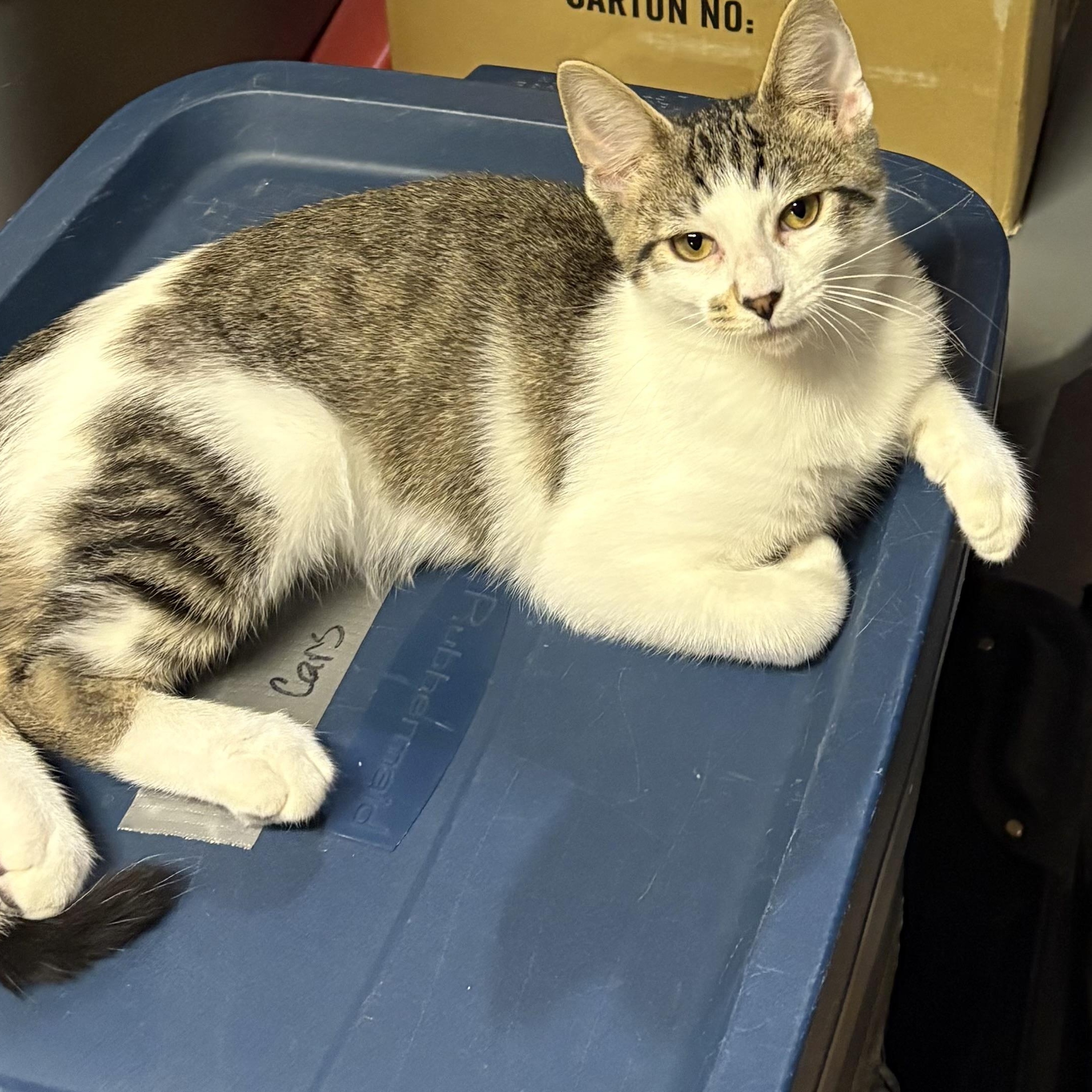 Enlarge Cocoa Puff, a Adoptable Domestic Short Hair in Madison, WI image 4/6