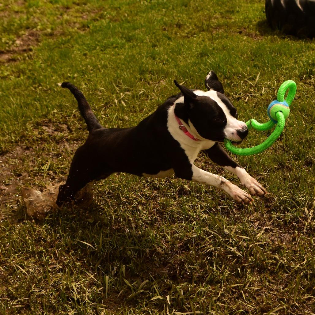 Holly, Adoptable, Adult Female Mixed Breed.