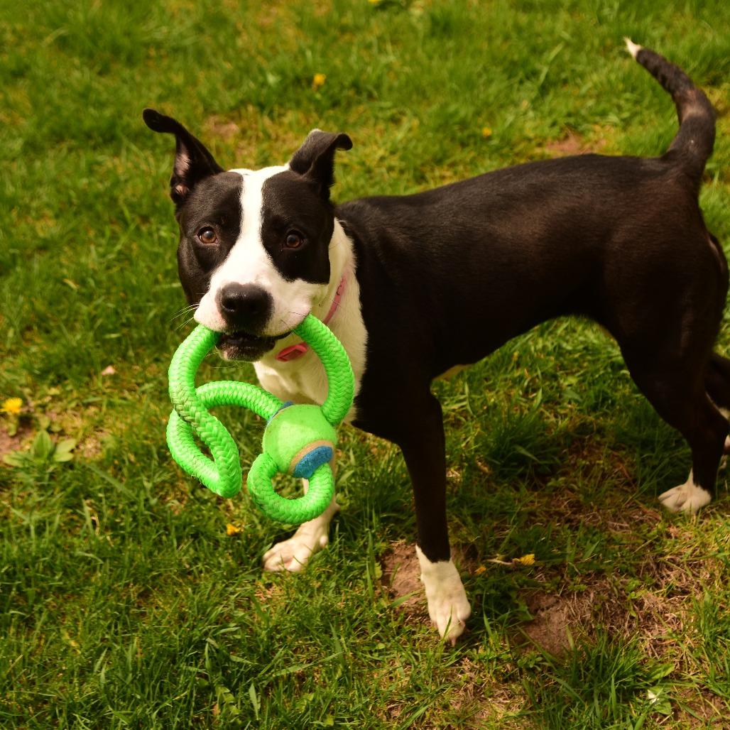 Holly, a Adoptable Mixed Breed in Owosso, MI image 2/6