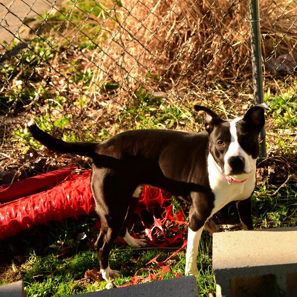 Holly, a Adoptable Mixed Breed in Owosso, MI image 3/6