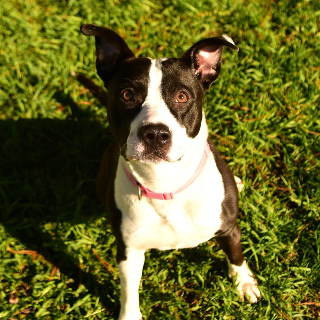 Holly, a Adoptable Mixed Breed in Owosso, MI image 4/6