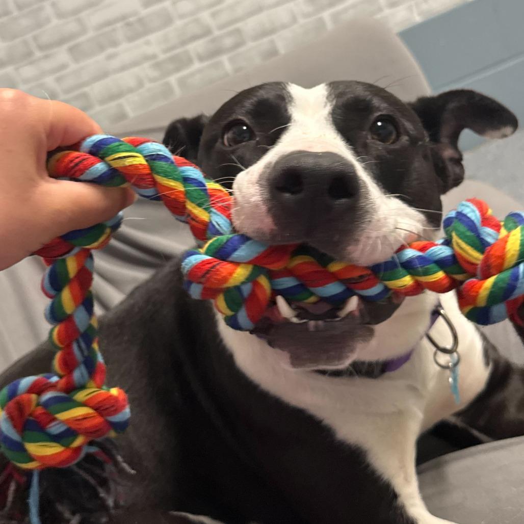 Holly, a Adoptable Mixed Breed in Owosso, MI image 5/6