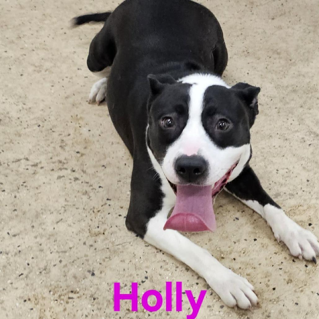 Holly, a Adoptable Mixed Breed in Owosso, MI image 6/6