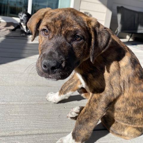 961 (2025) Sam, Adoptable, Puppy Male Pit Bull Terrier & Shepherd.