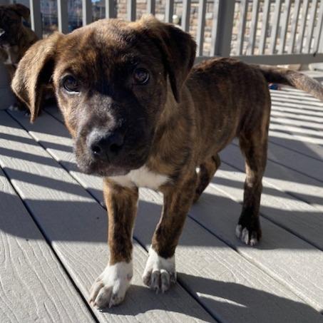 Enlarge 961 (2025) Sam, a Adoptable mixed breed in Parker, CO image 2/6