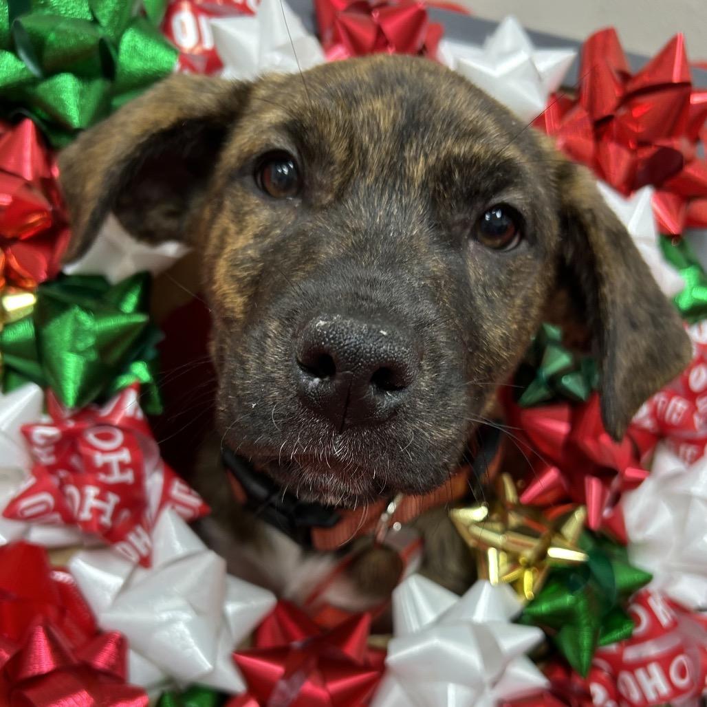 Enlarge 961 (2025) Sam, a Adoptable mixed breed in Parker, CO image 3/6