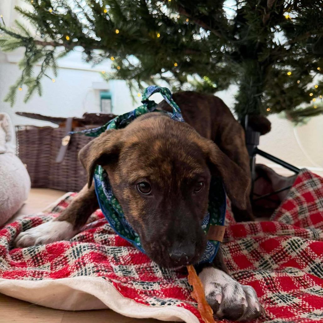 Enlarge 961 (2025) Sam, a Adoptable mixed breed in Parker, CO image 4/6