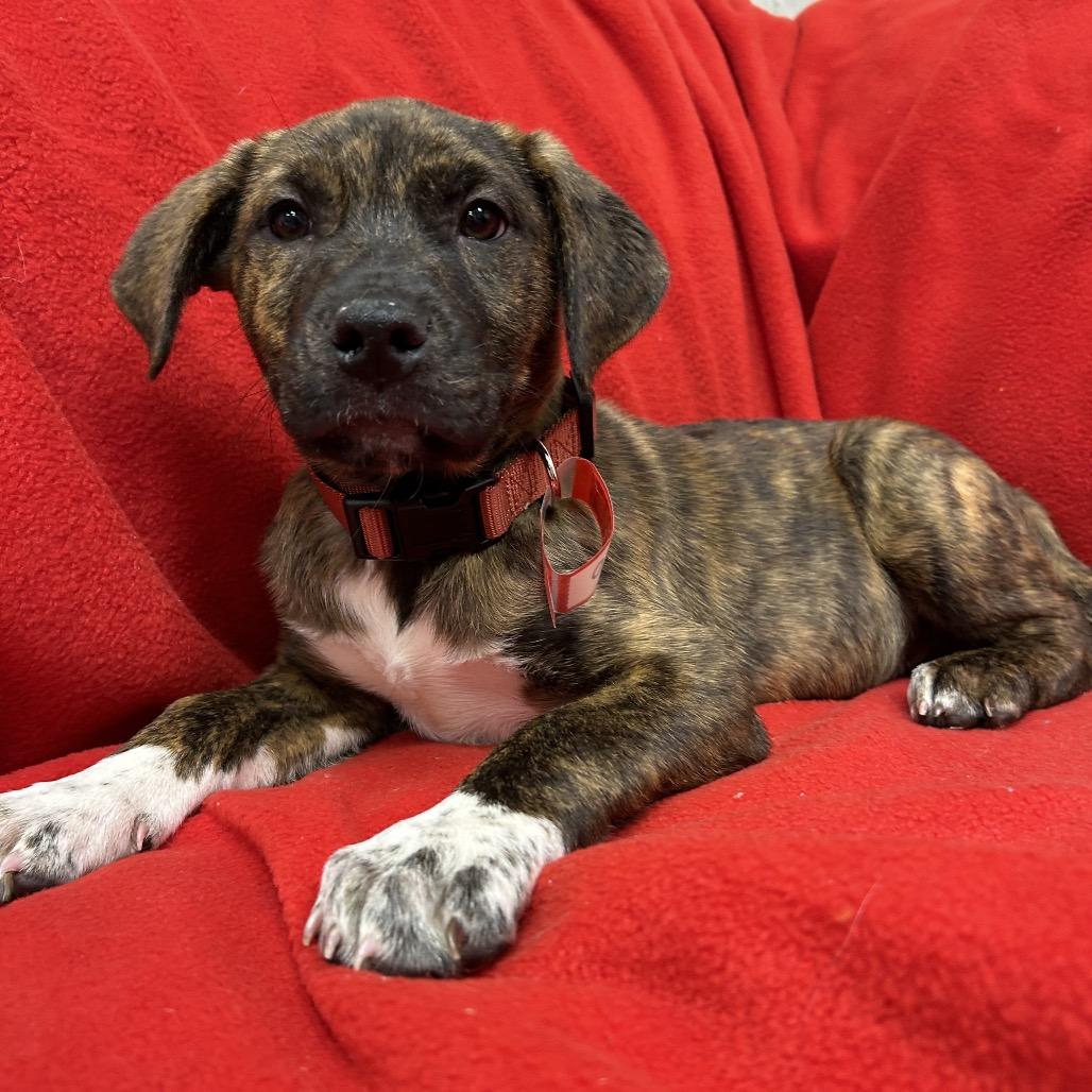 Enlarge 961 (2025) Sam, a Adoptable mixed breed in Parker, CO image 6/6