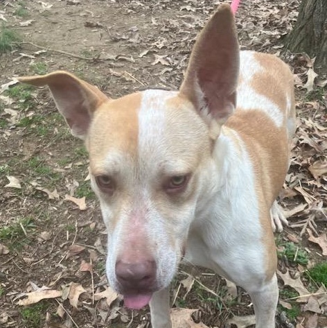 Leroy (pronounced La Roy), a Adoptable mixed breed in Greenfield, TN image 2/3