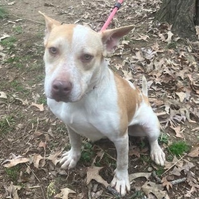 Leroy (pronounced La Roy), Adoptable, Young Male Great Dane & Pit Bull Terrier.