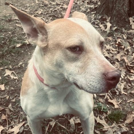 Leroy (pronounced La Roy), a Adoptable mixed breed in Greenfield, TN image 3/3