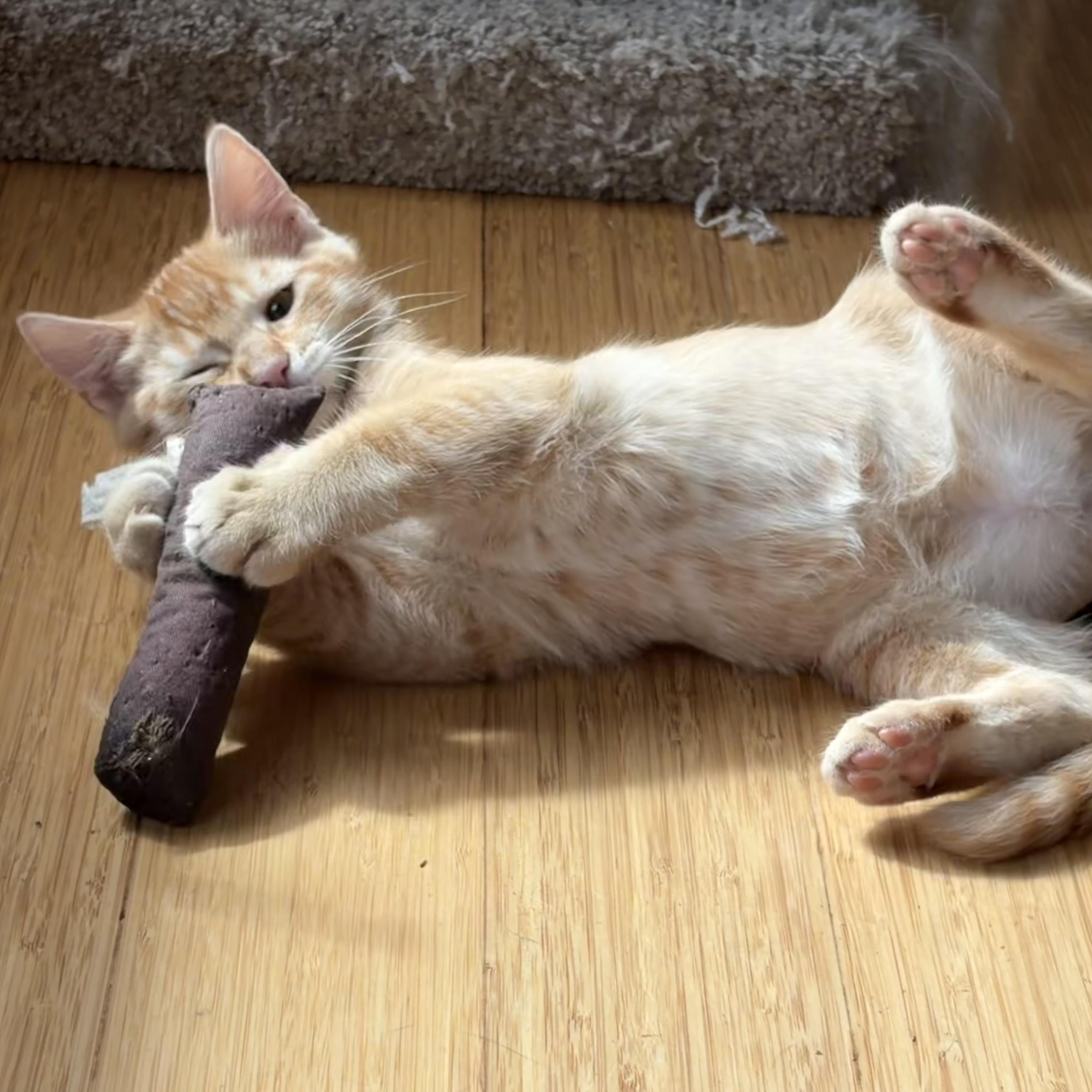 Enlarge Nevada - Road Warriors, an adopted Domestic Short Hair in Portland, OR image 5/5