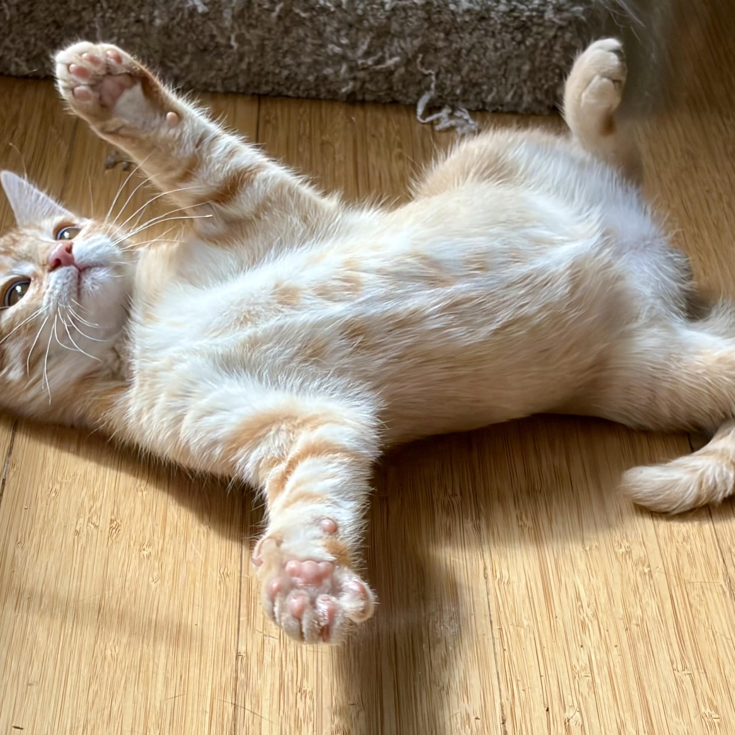 Enlarge Nevada - Road Warriors, an adopted Domestic Short Hair in Portland, OR image 3/5