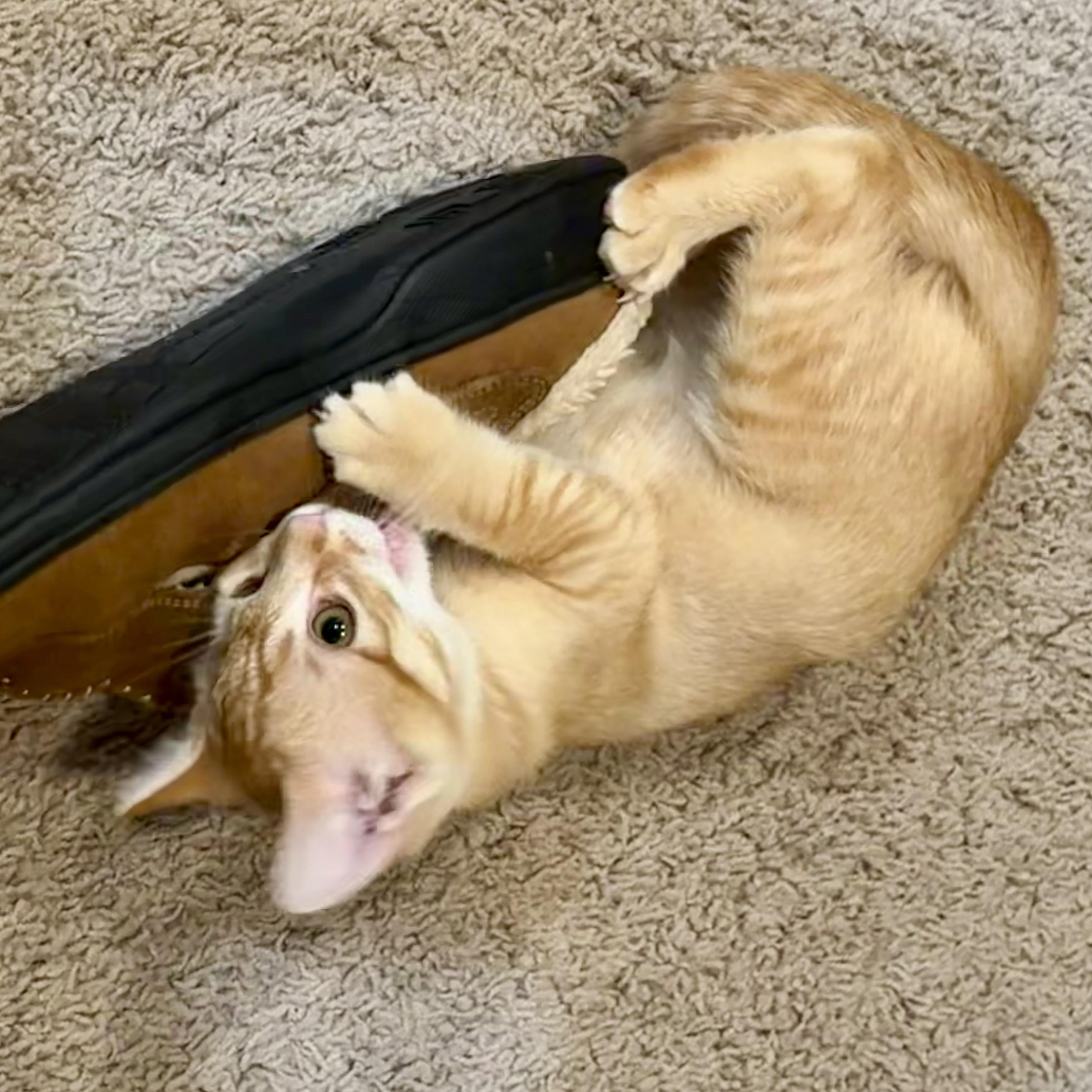 Enlarge Nevada - Road Warriors, an adopted Domestic Short Hair in Portland, OR image 2/5