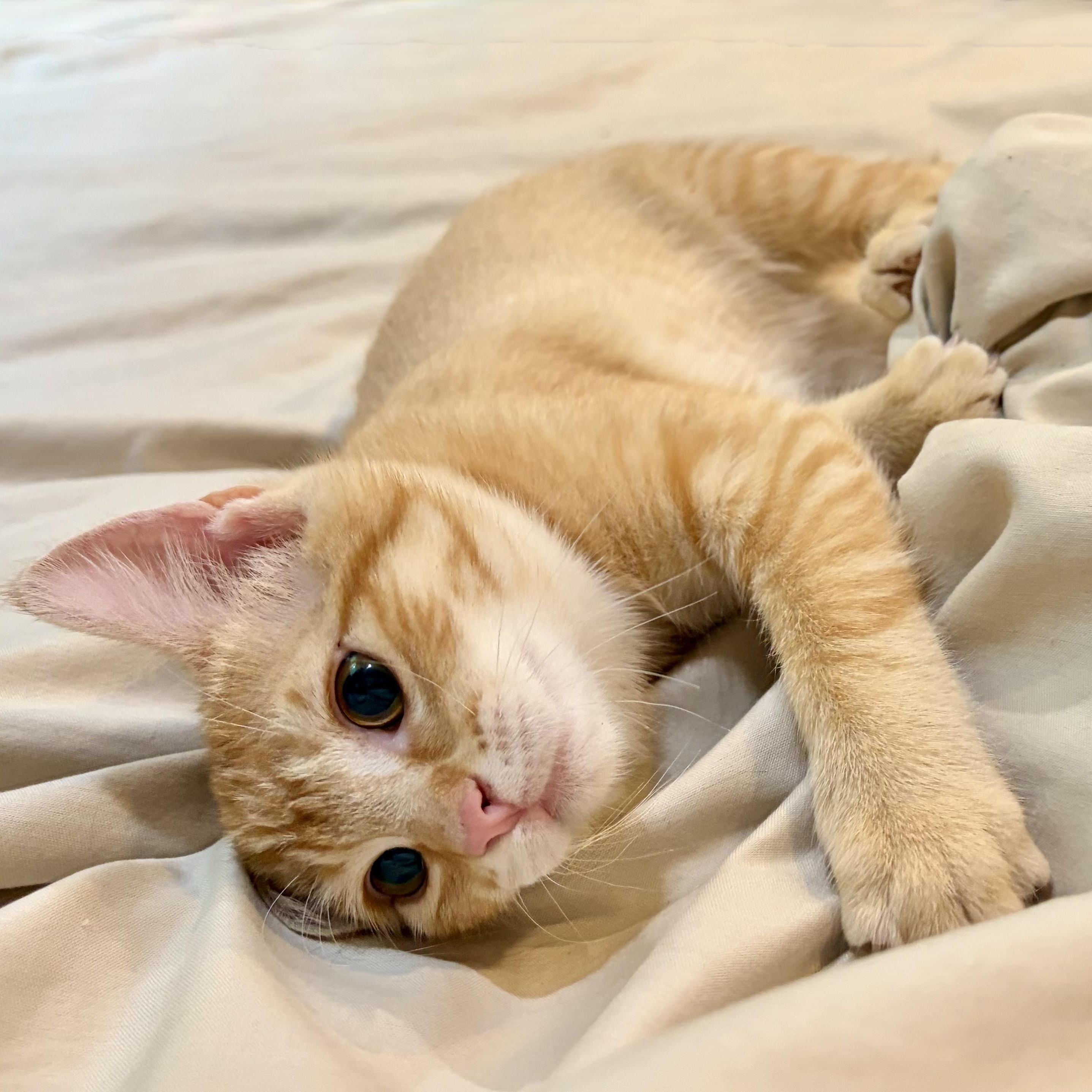 Nevada - Road Warriors, adopted, Kitten Male Domestic Short Hair.