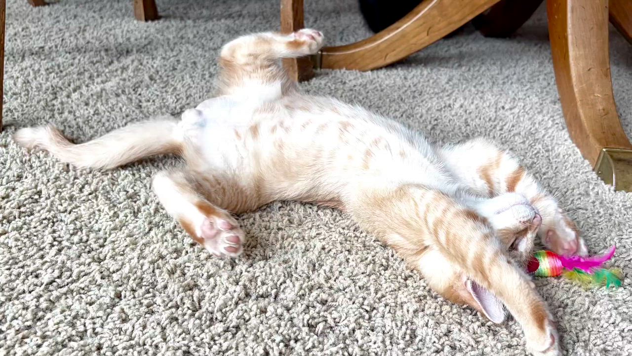 Enlarge Nevada - Road Warriors, an adopted Domestic Short Hair in Portland, OR video 4/5