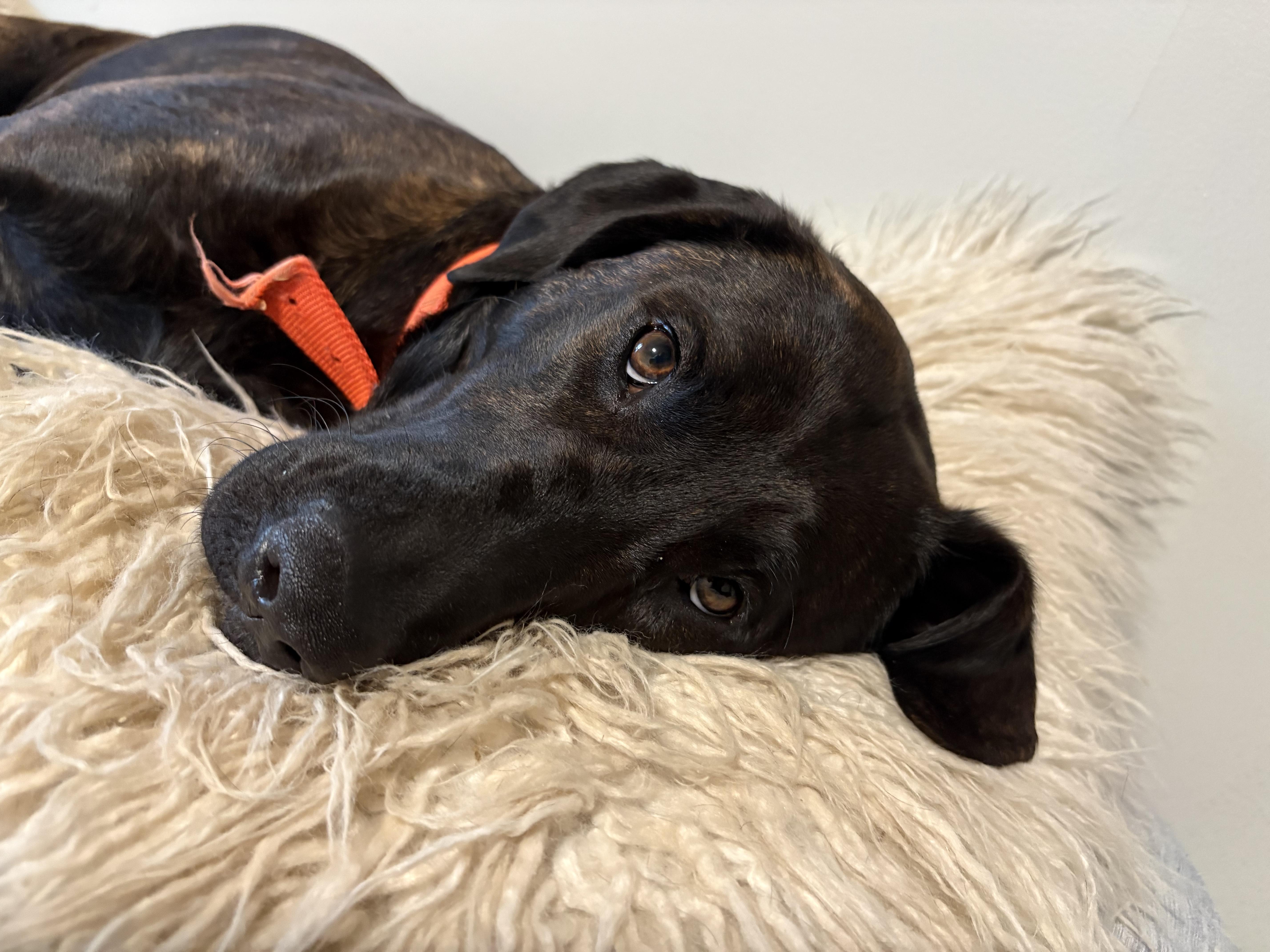 Enlarge Birdie, an adoptable mixed breed in Franklin, TN image 5/6
