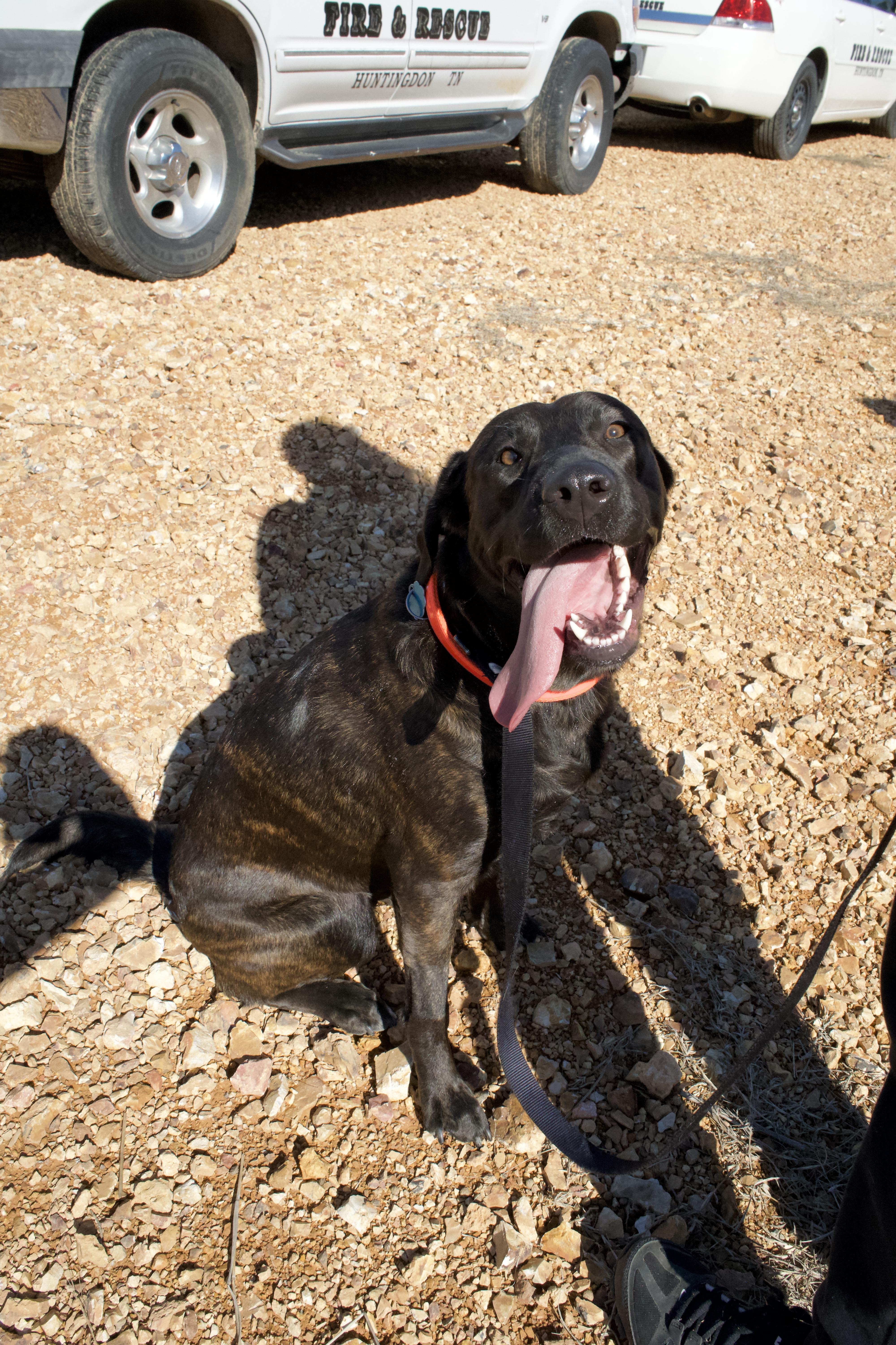 Enlarge Birdie, an adoptable mixed breed in Franklin, TN image 2/6