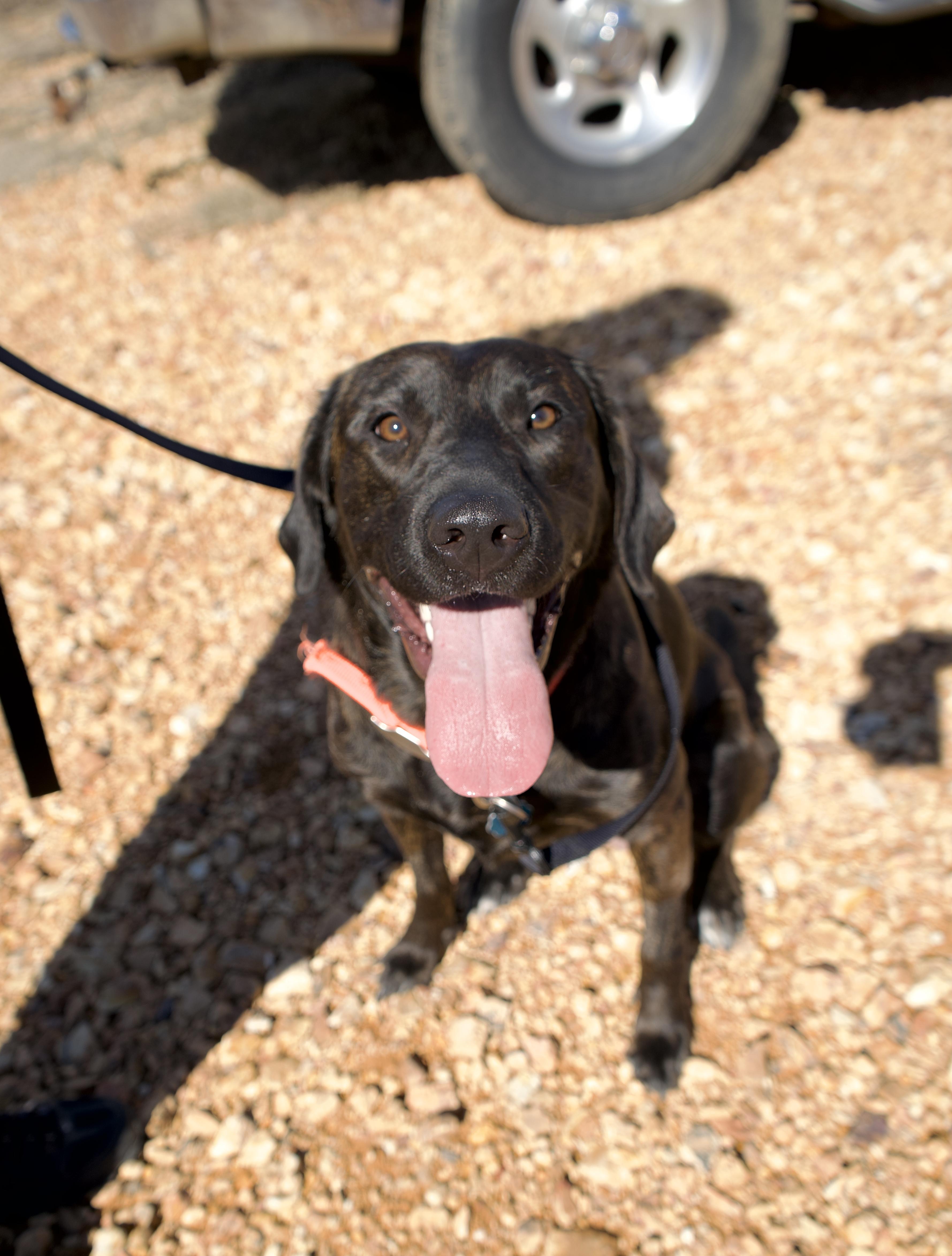 Enlarge Birdie, an adoptable mixed breed in Franklin, TN image 1/6