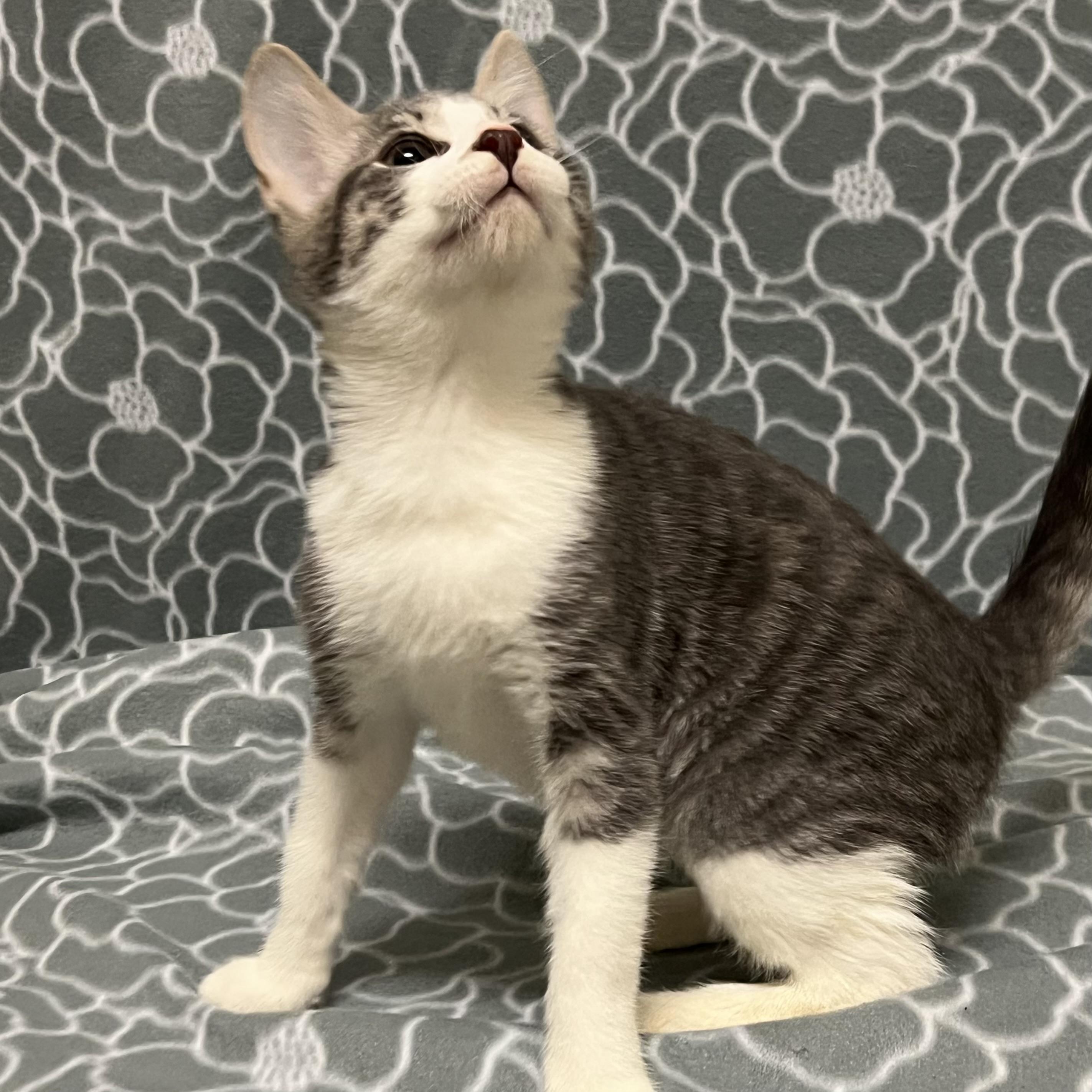 Enlarge Prada, an adoptable mixed breed in Libertyville, IL image 1/3