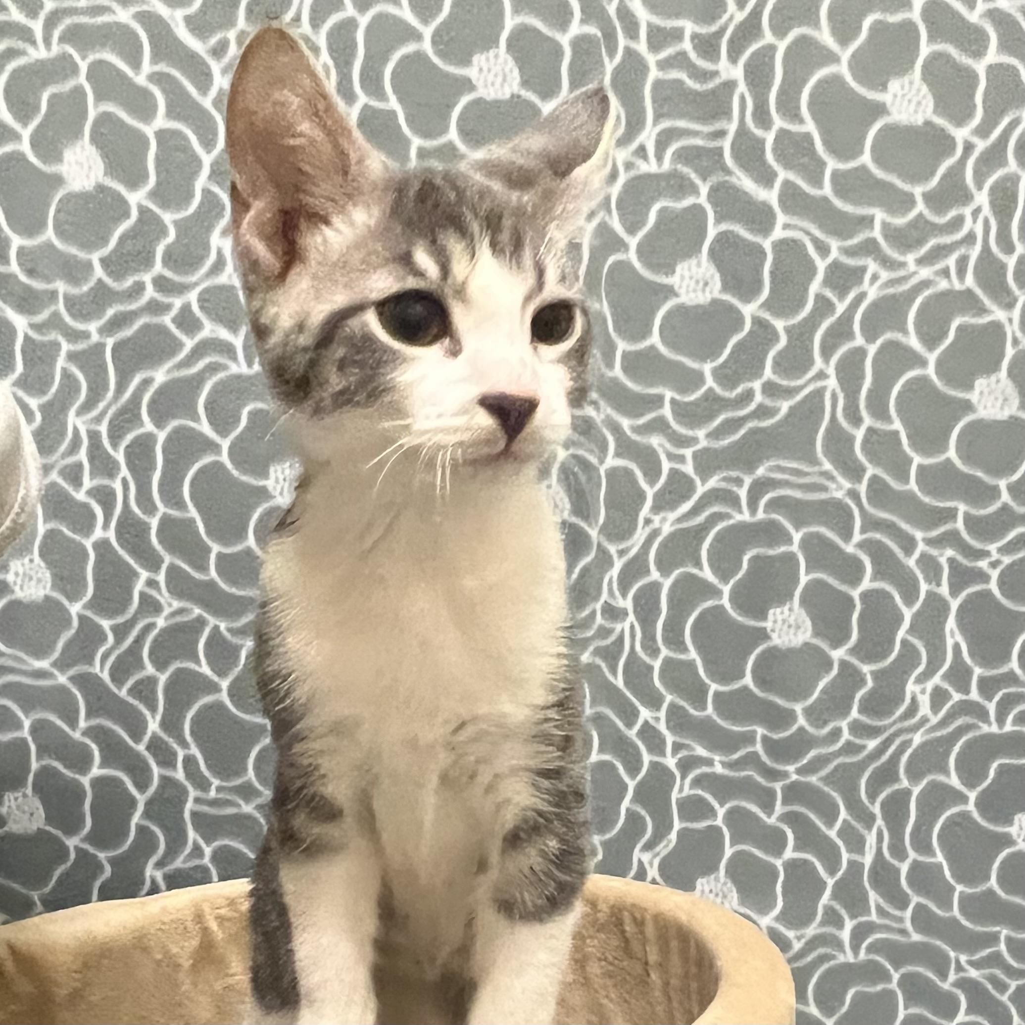 Enlarge Prada, an adoptable mixed breed in Libertyville, IL image 3/3