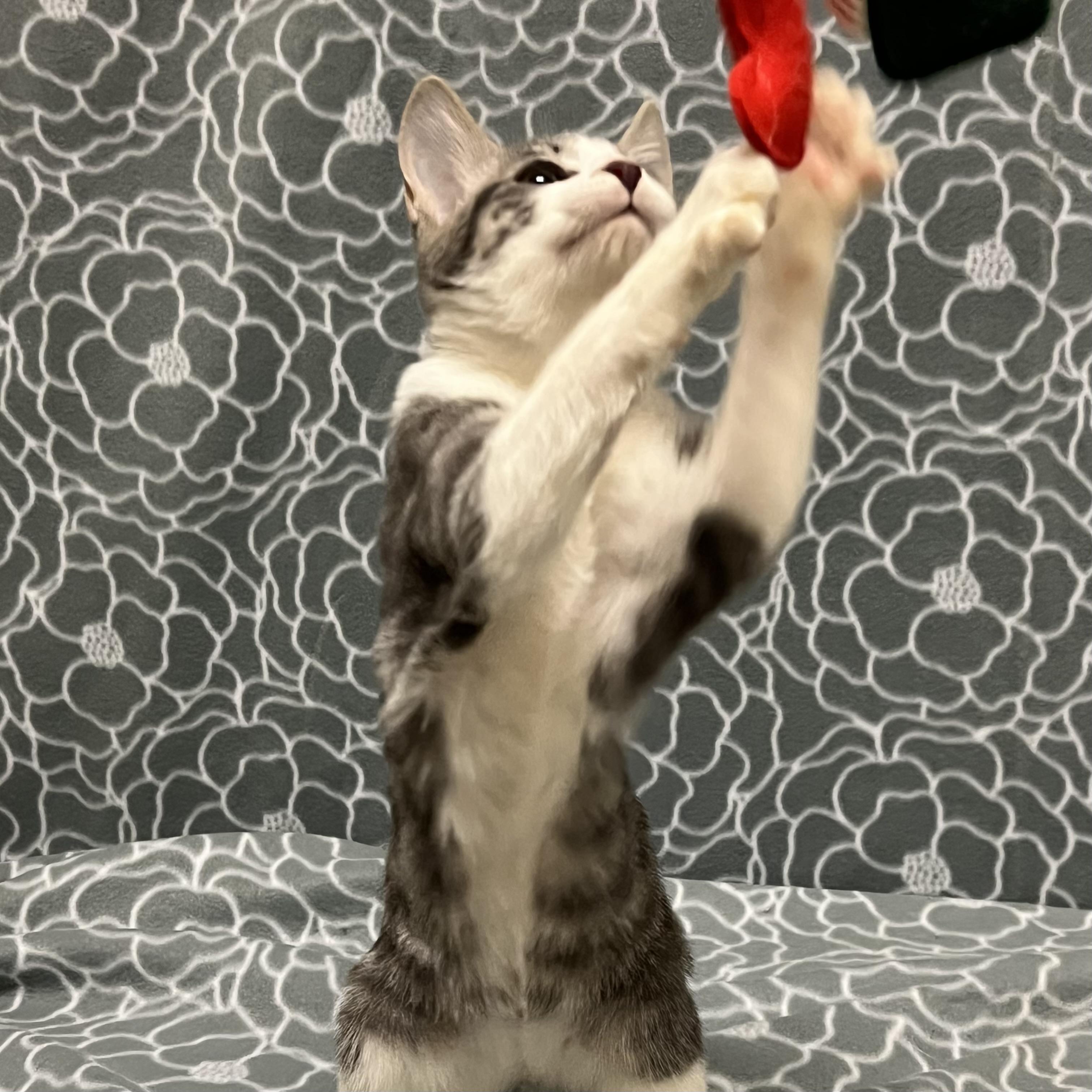 Enlarge Prada, an adoptable mixed breed in Libertyville, IL image 2/3