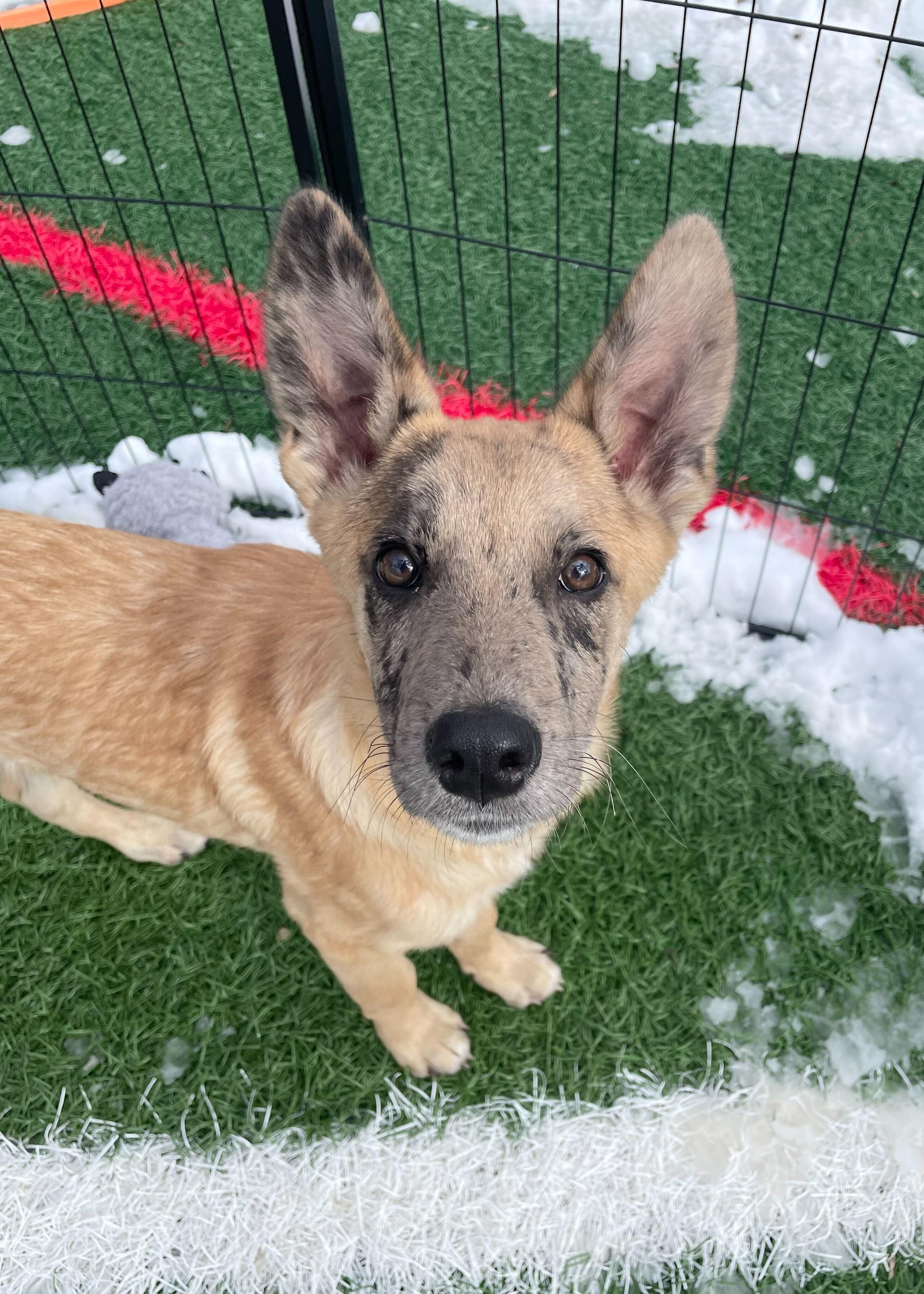 Osito *HERE IN NH*, an adopted Mixed Breed in Northwood, NH image 3/5