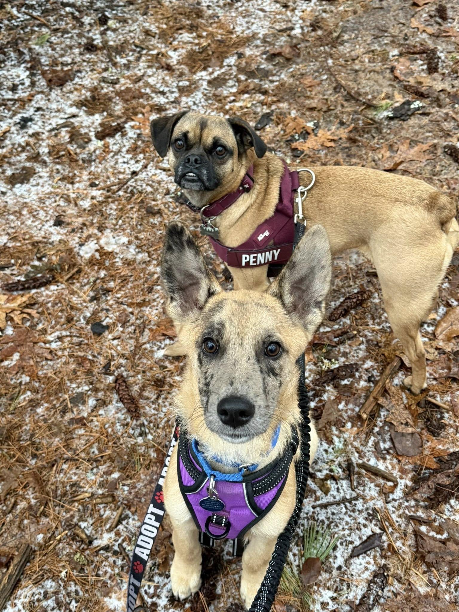 Osito *HERE IN NH*, an adopted Mixed Breed in Northwood, NH image 5/5