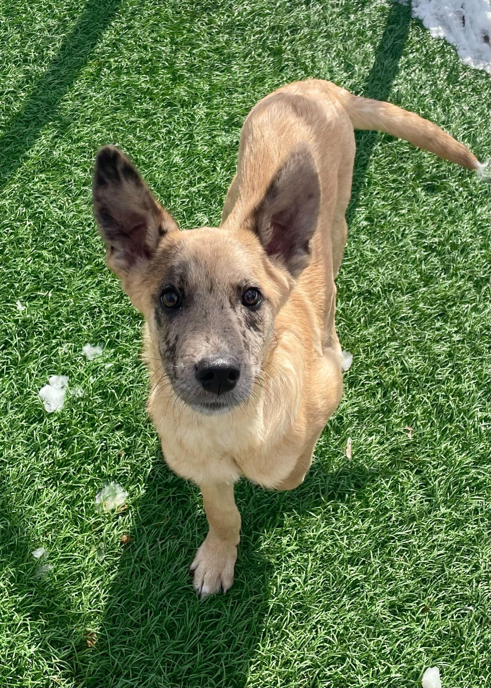 Osito *HERE IN NH*, an adopted Mixed Breed in Northwood, NH image 1/5