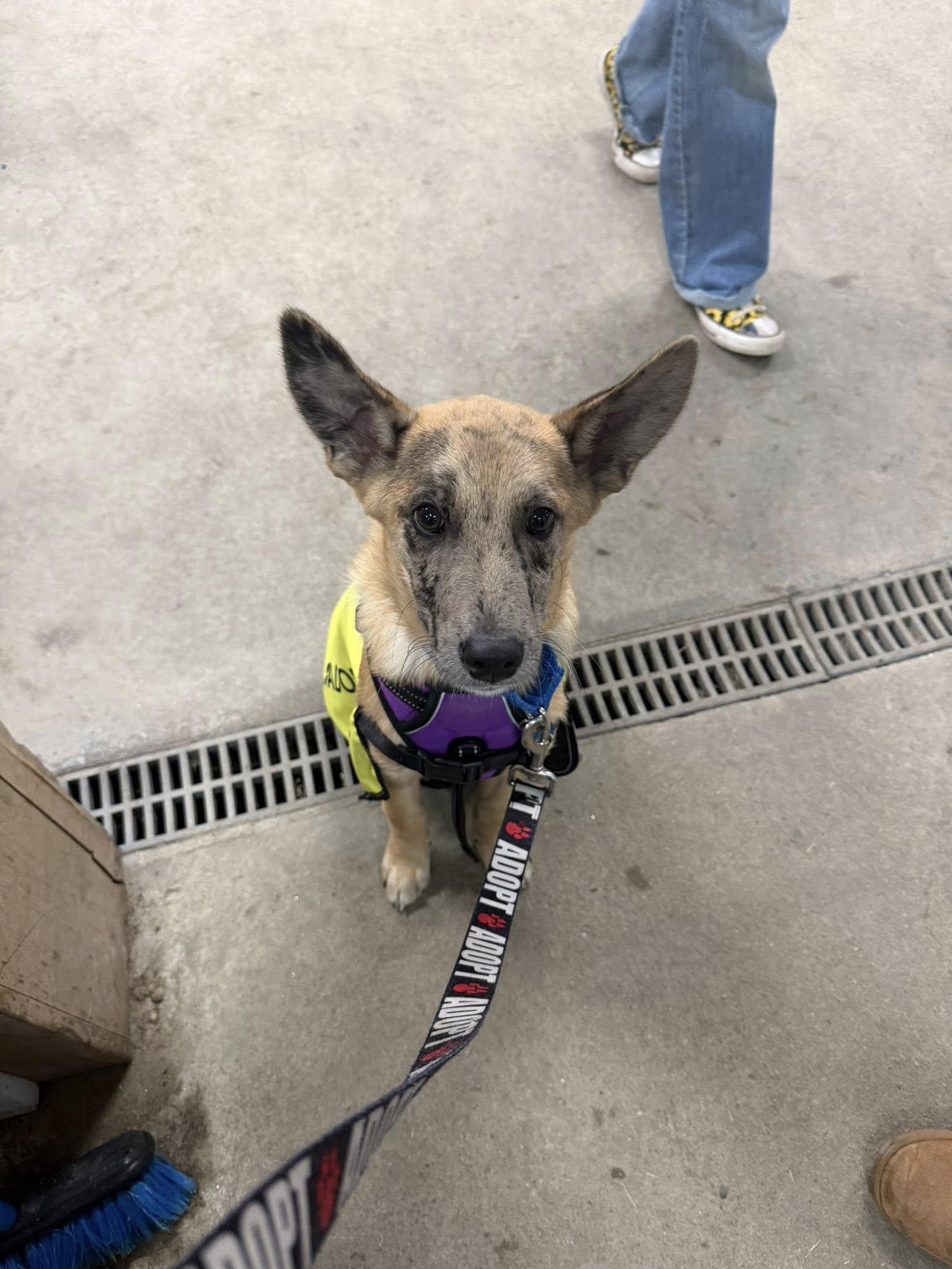 Osito *HERE IN NH*, an adopted Mixed Breed in Northwood, NH image 4/5