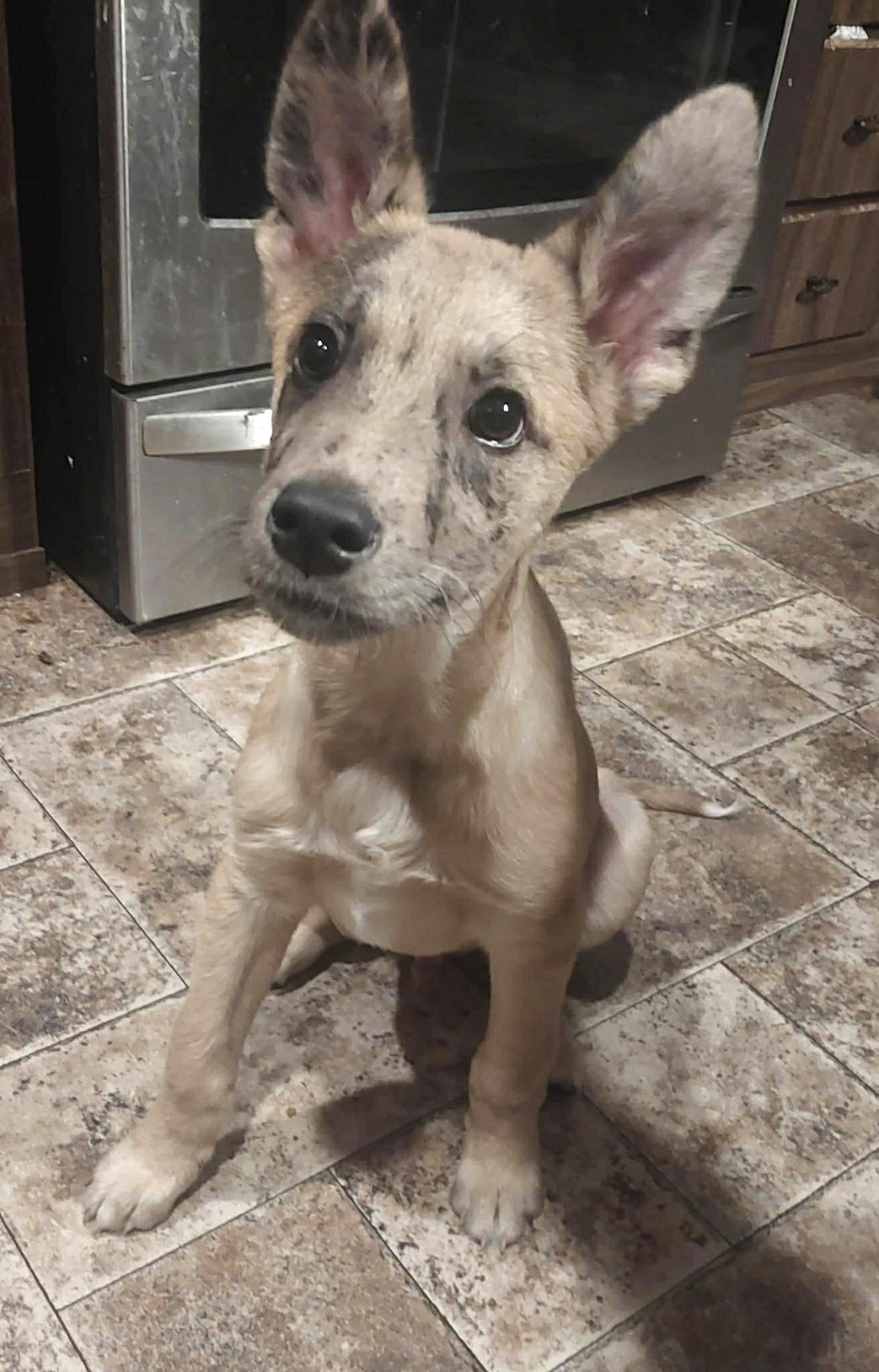 Osito *HERE IN NH*, an adopted Mixed Breed in Northwood, NH image 2/5