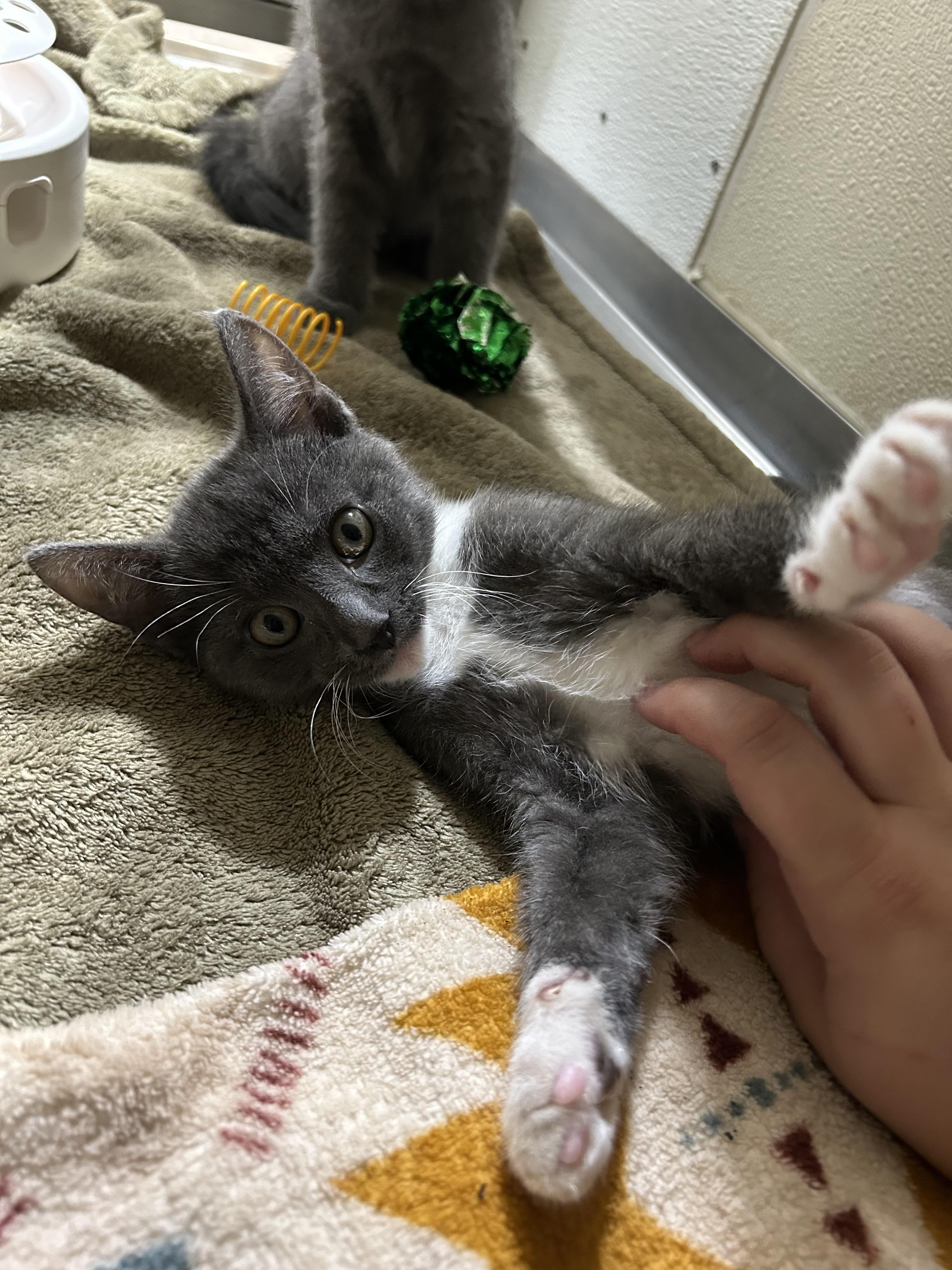 Enlarge Mike, a ADOPTABLE Domestic Short Hair in Walker, MI image 4/5