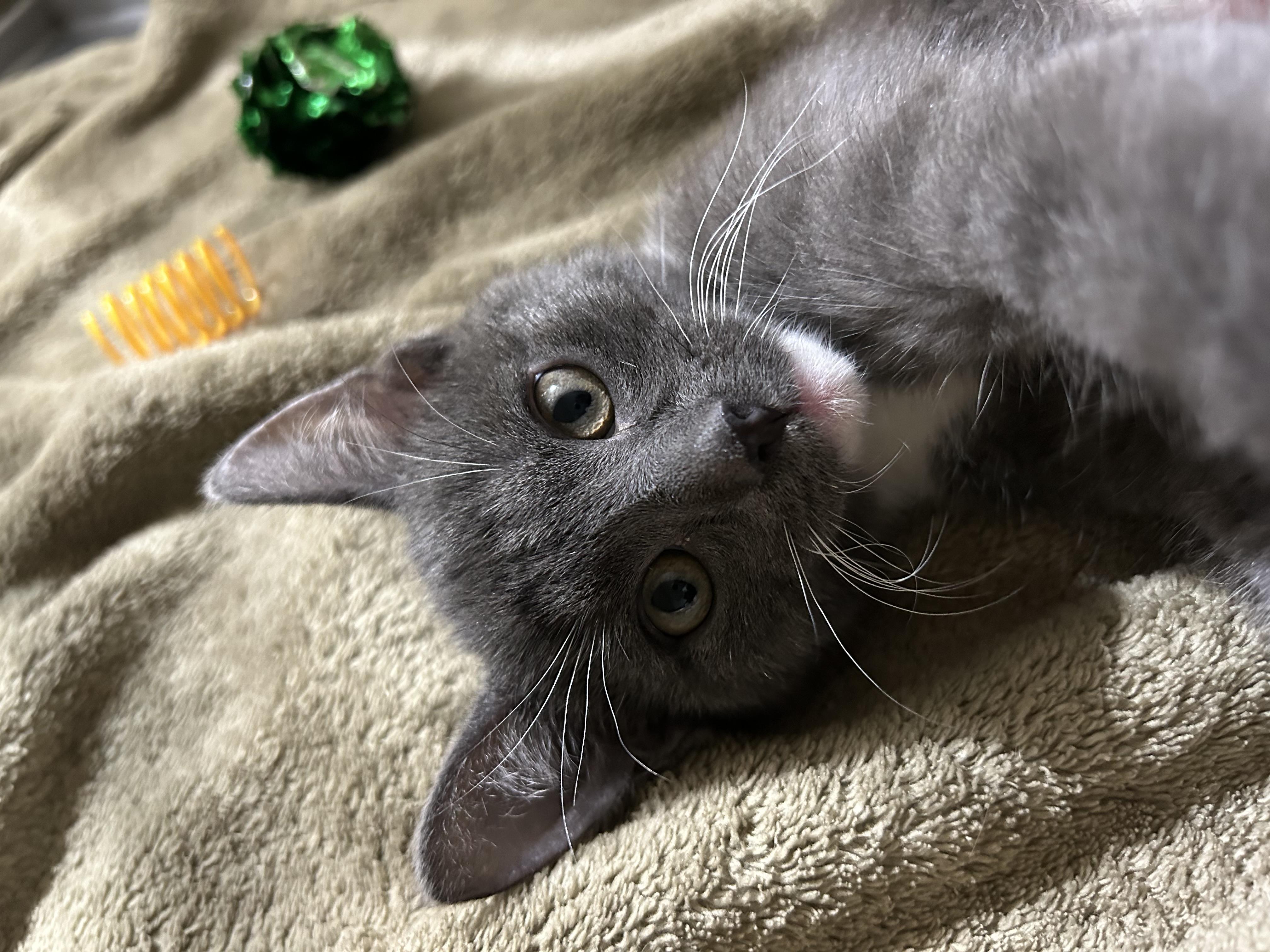 Enlarge Mike, a ADOPTABLE Domestic Short Hair in Walker, MI image 5/5