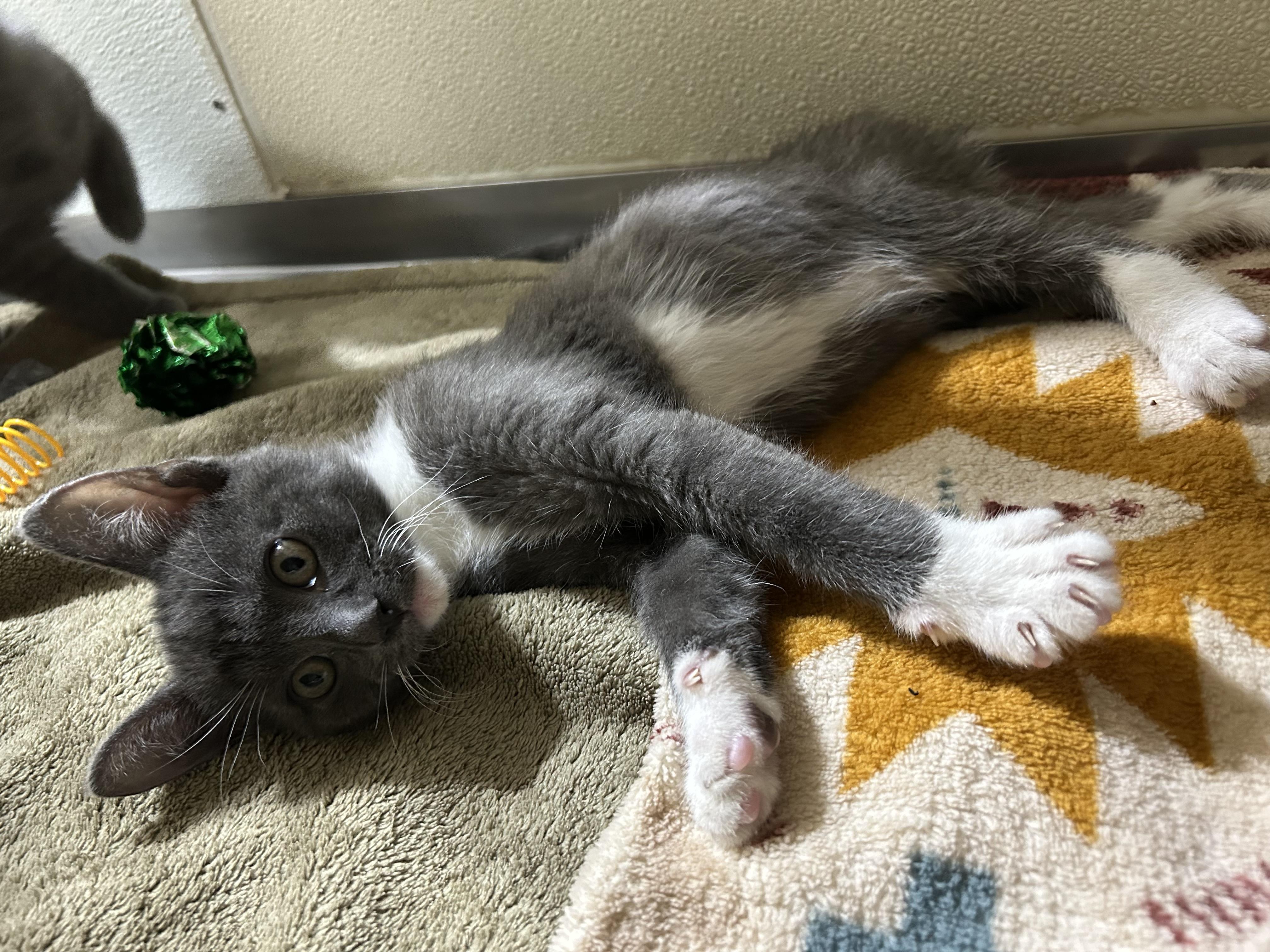 Enlarge Mike, a ADOPTABLE Domestic Short Hair in Walker, MI image 2/5