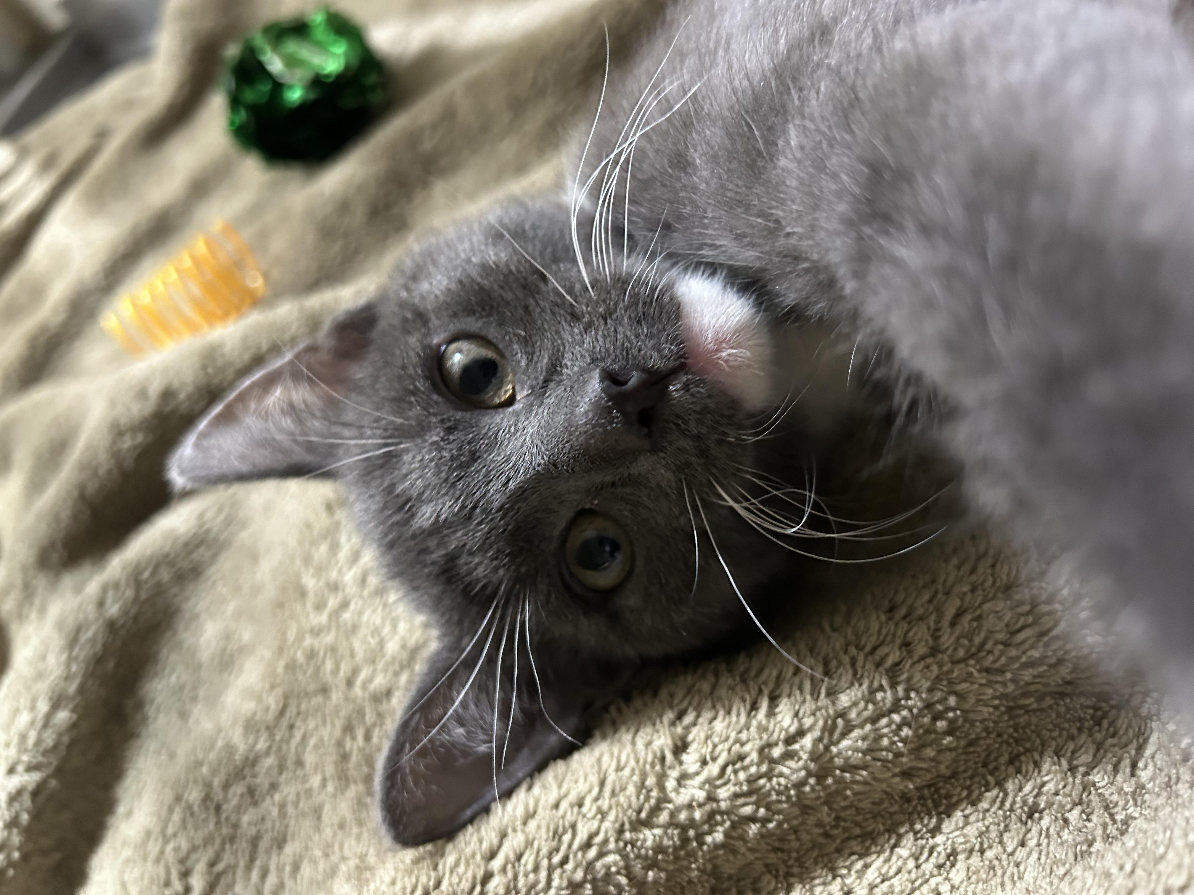 Mike, ADOPTABLE, Young Male Domestic Short Hair.