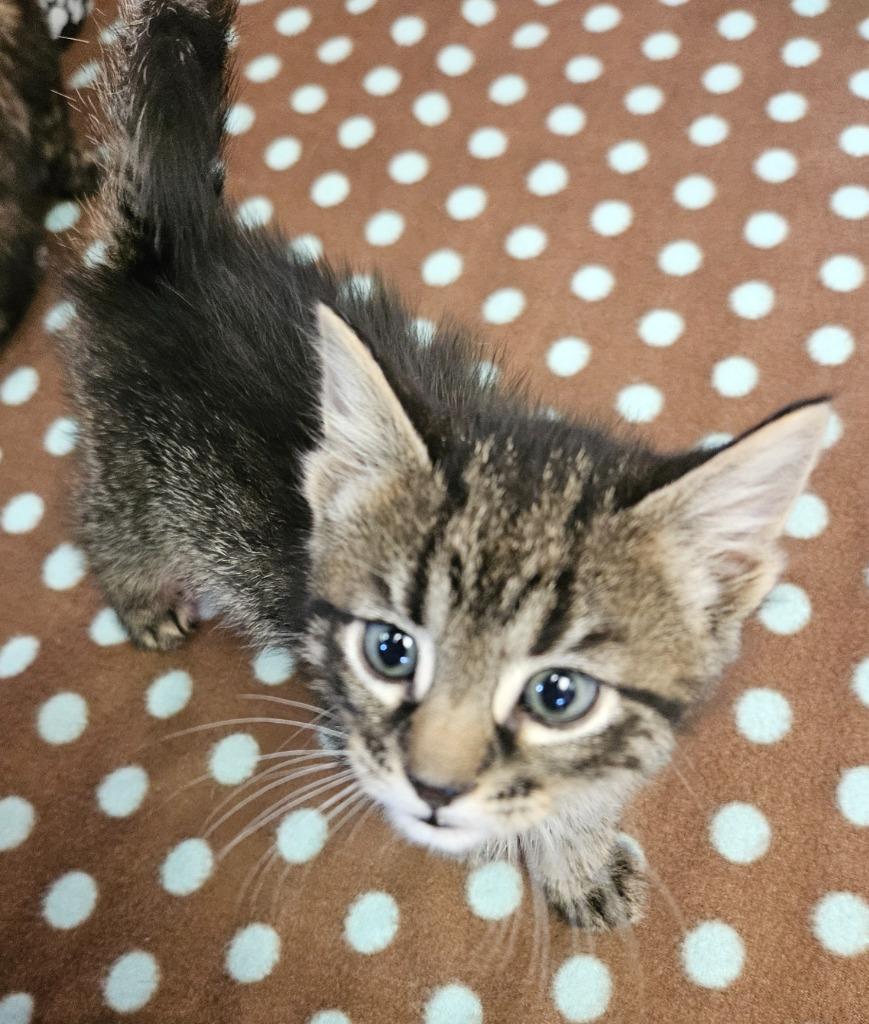 Chico, Adoptable, Kitten Male Domestic Medium Hair.