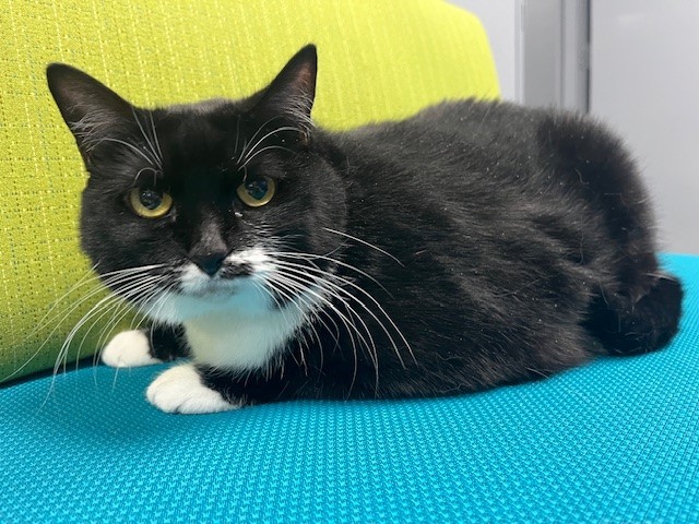 Mrs. Butterworths, adoptable, Adult Female Domestic Short Hair.