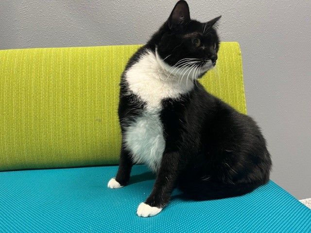 Mrs. Butterworths, an adoptable mixed breed in Tyler, TX image 5/6