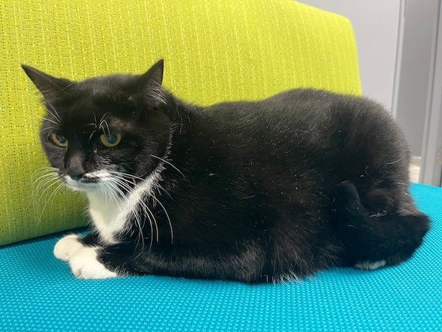 Mrs. Butterworths, an adoptable mixed breed in Tyler, TX image 6/6