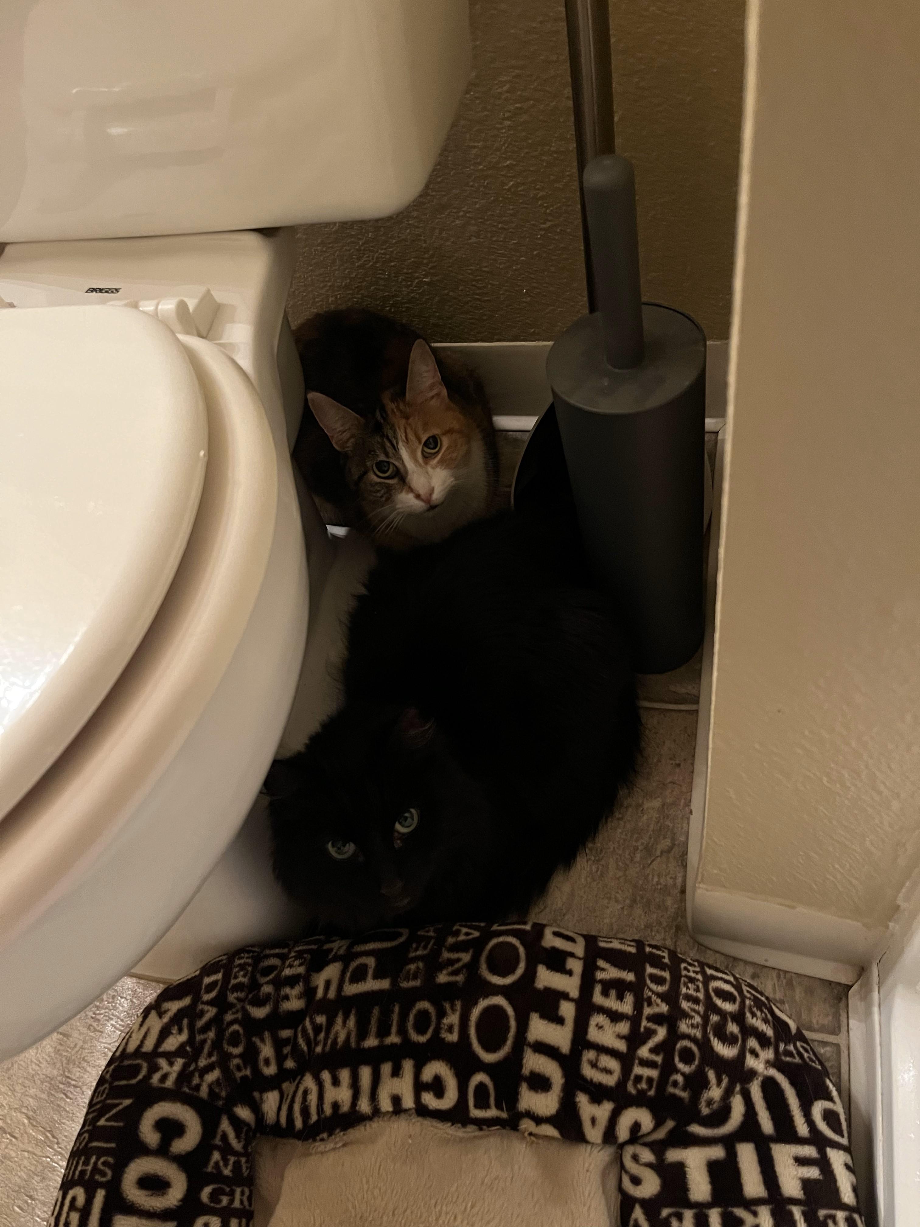 Snickers (female), an adoptable Calico in Roseville, CA, 95747 | Photo Image 3